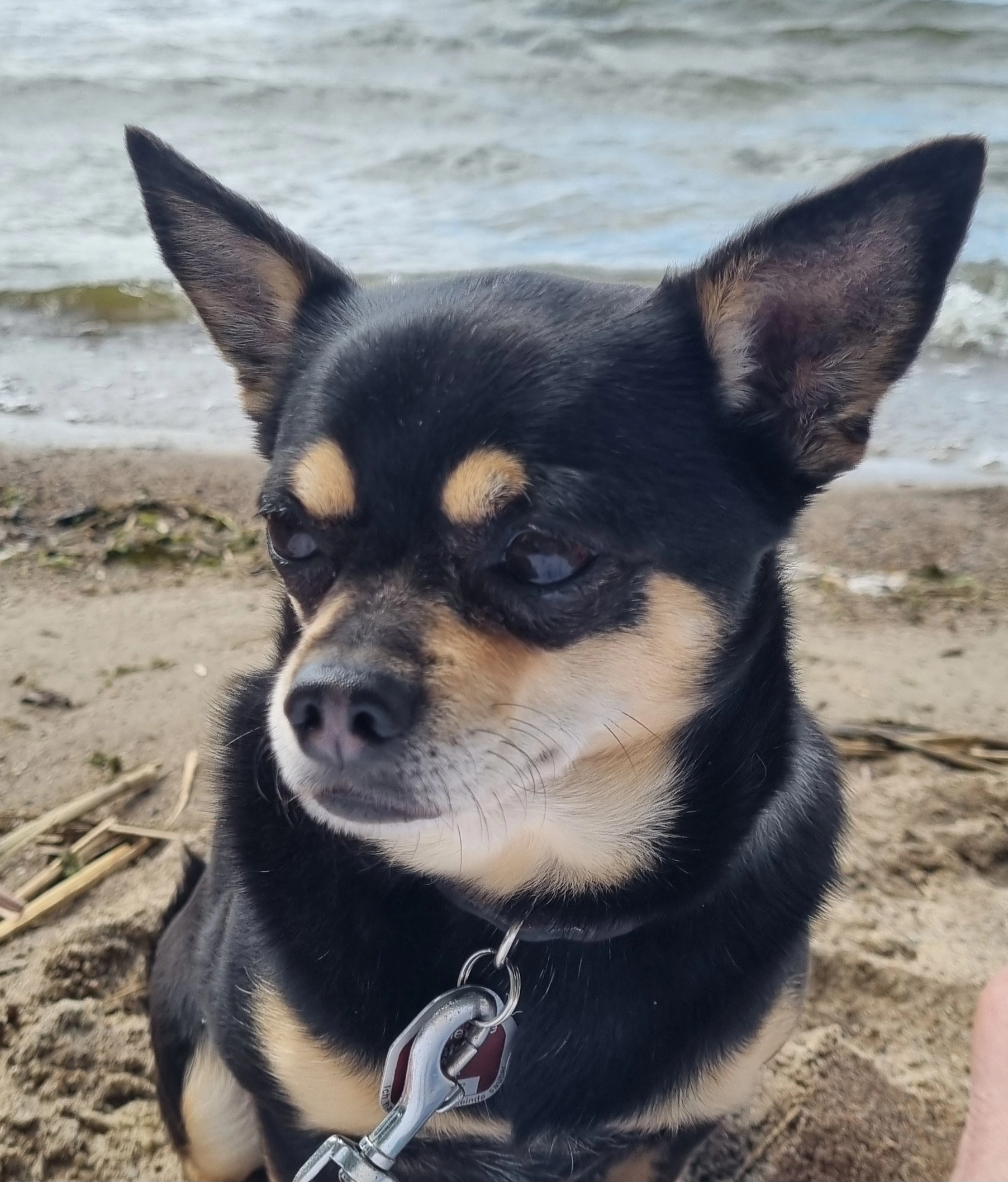 Vicky  - Wilsener Weg, Kritzmow