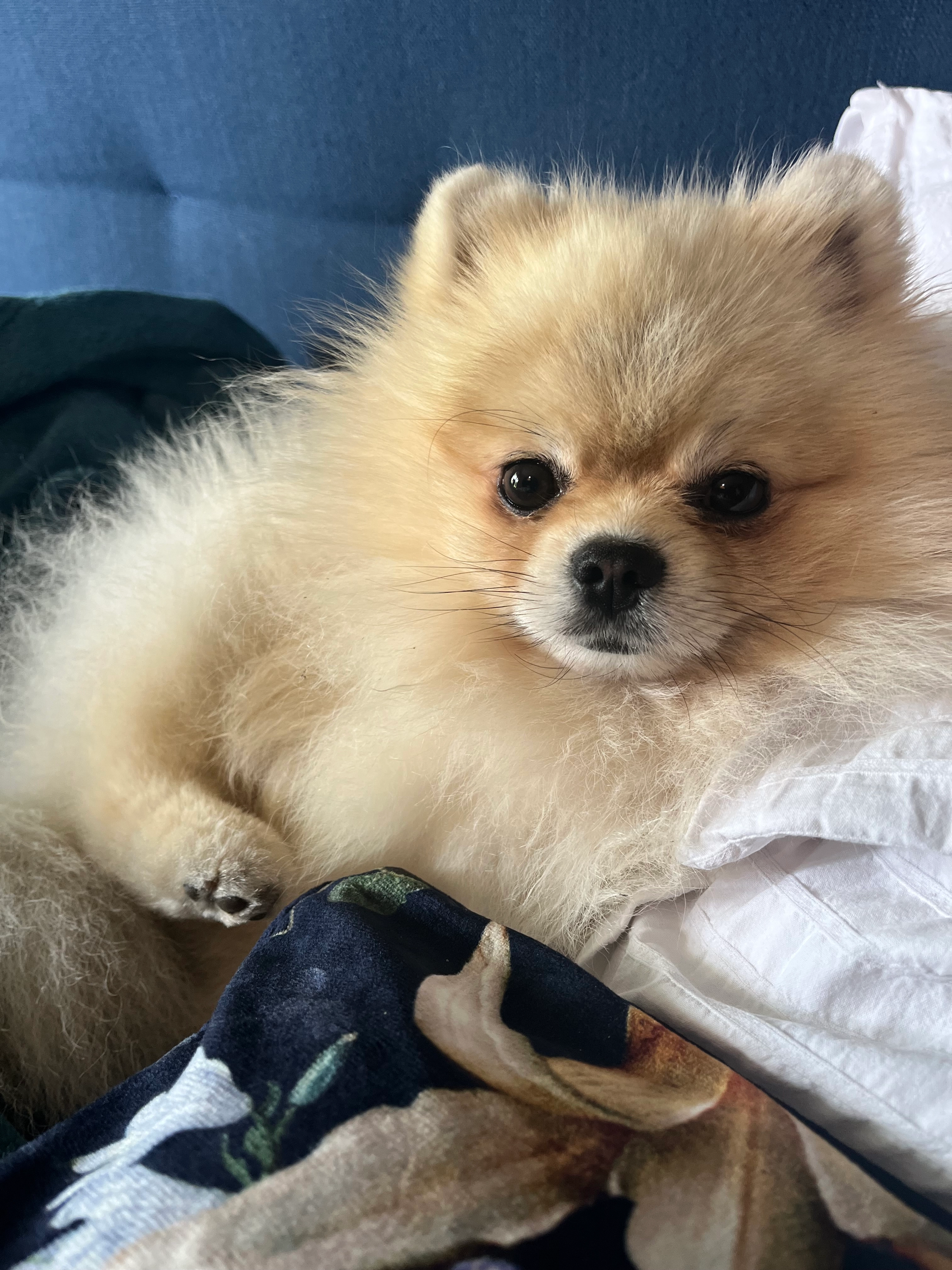 JOY - Chemin Du Sang De Serp, Toulouse