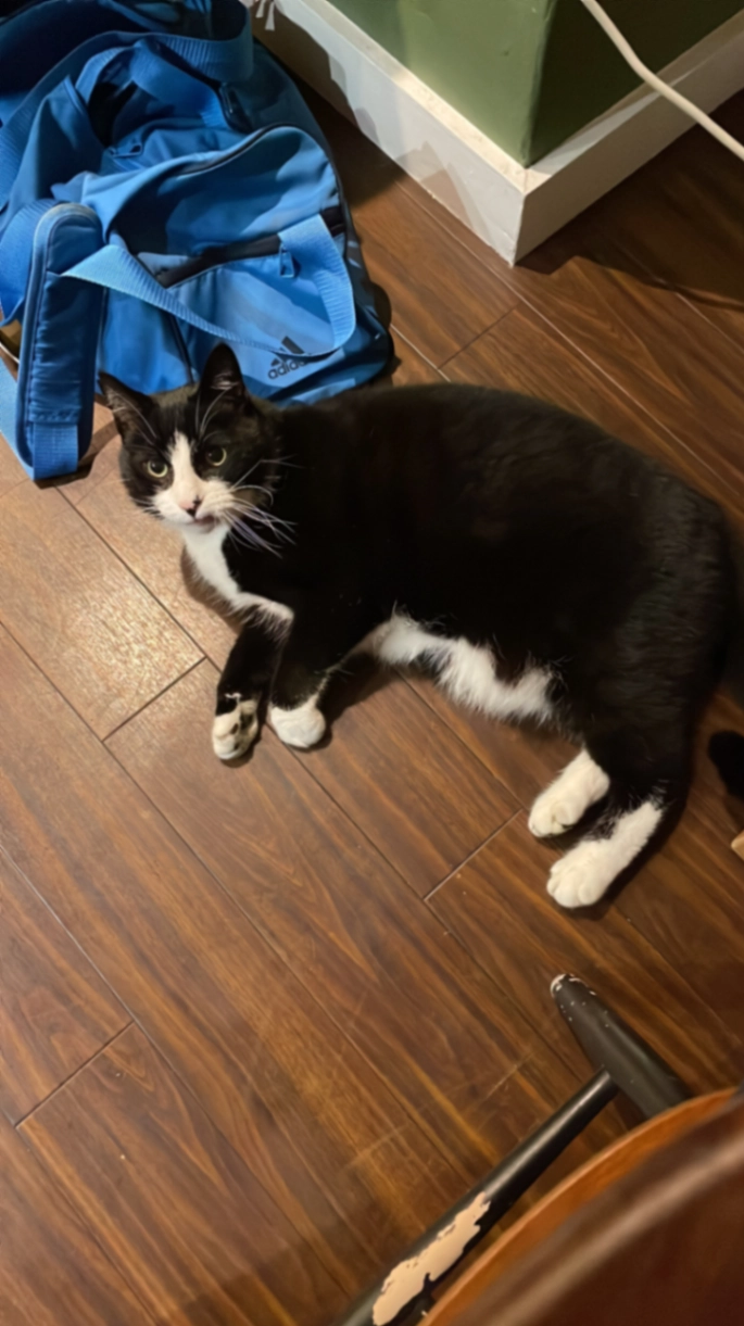 Torben - Nevill Road, London