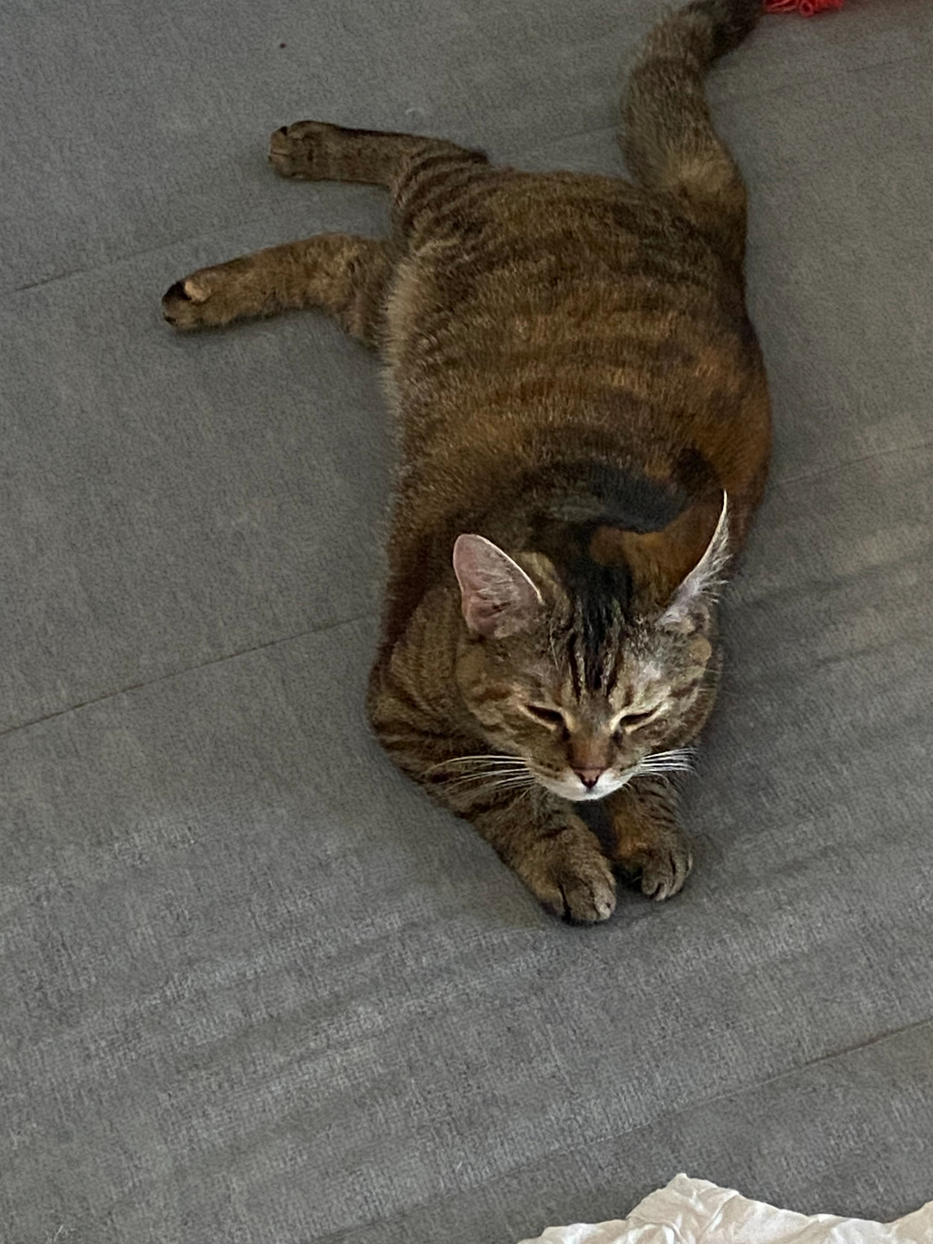 Juna - Gerhart-Hauptmann-Straße, Straubing