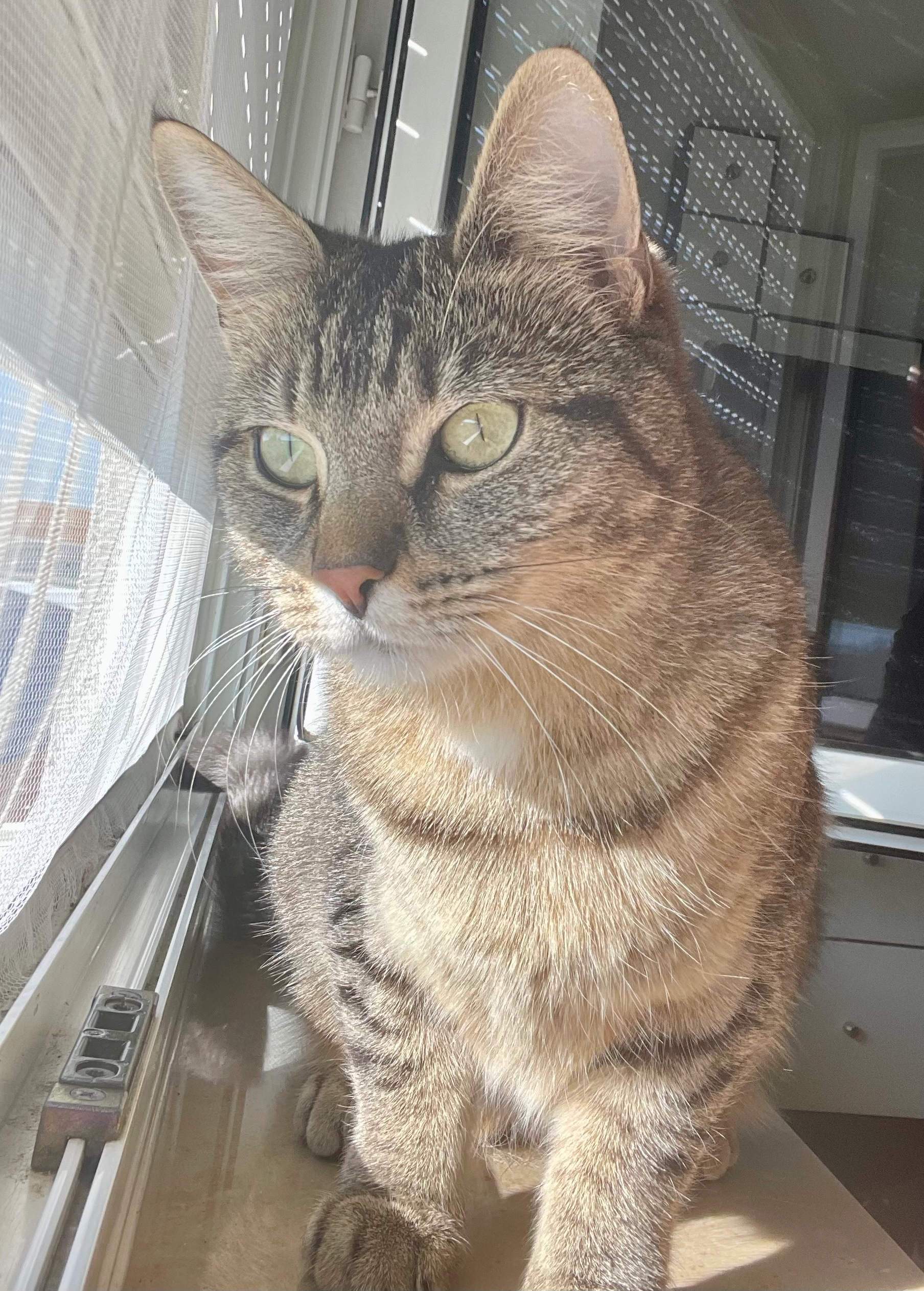 Nelly - Im Kreuzleäcker, Eschbach