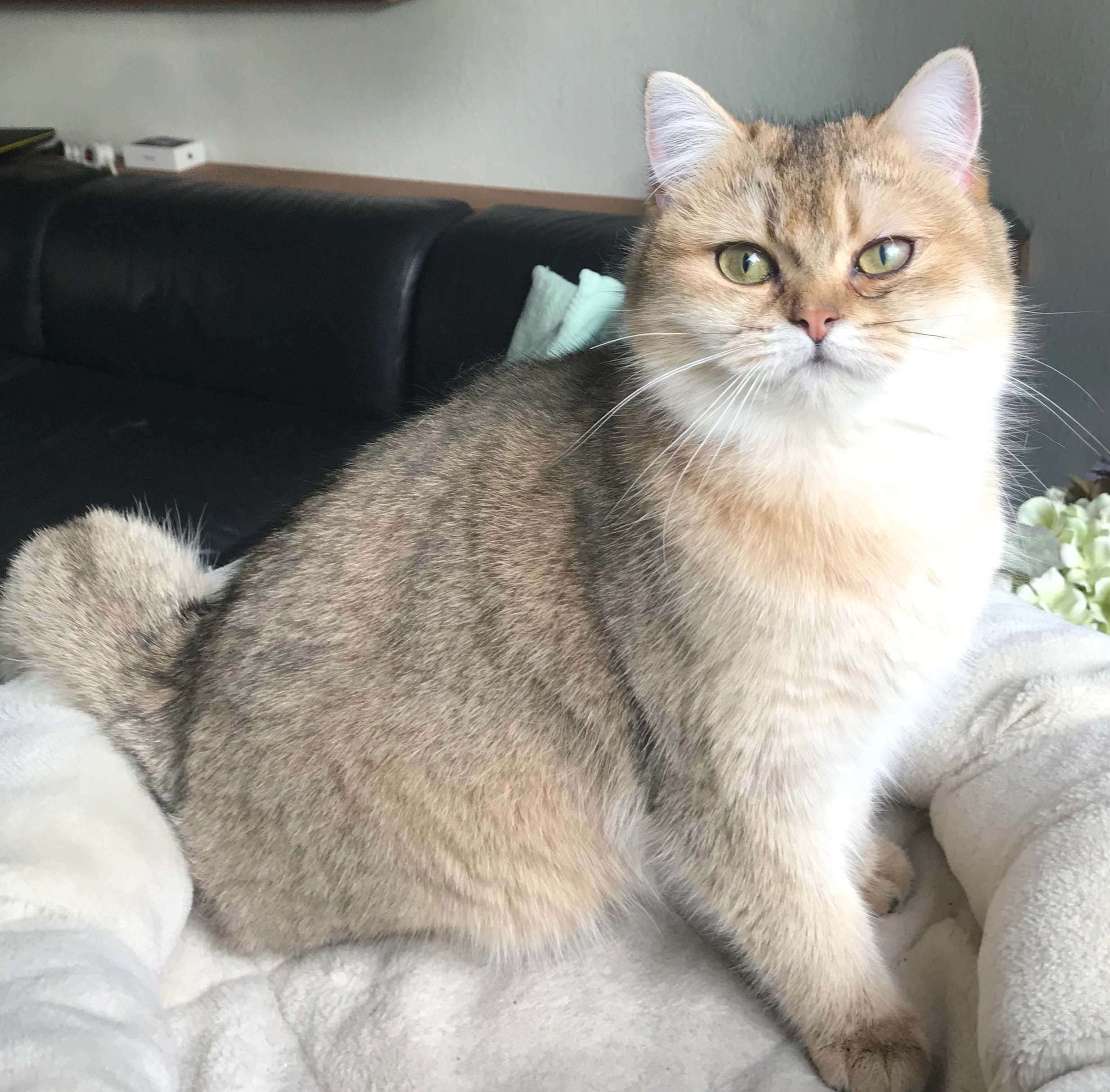 Delilah - Blauwe Slenk, Friesland