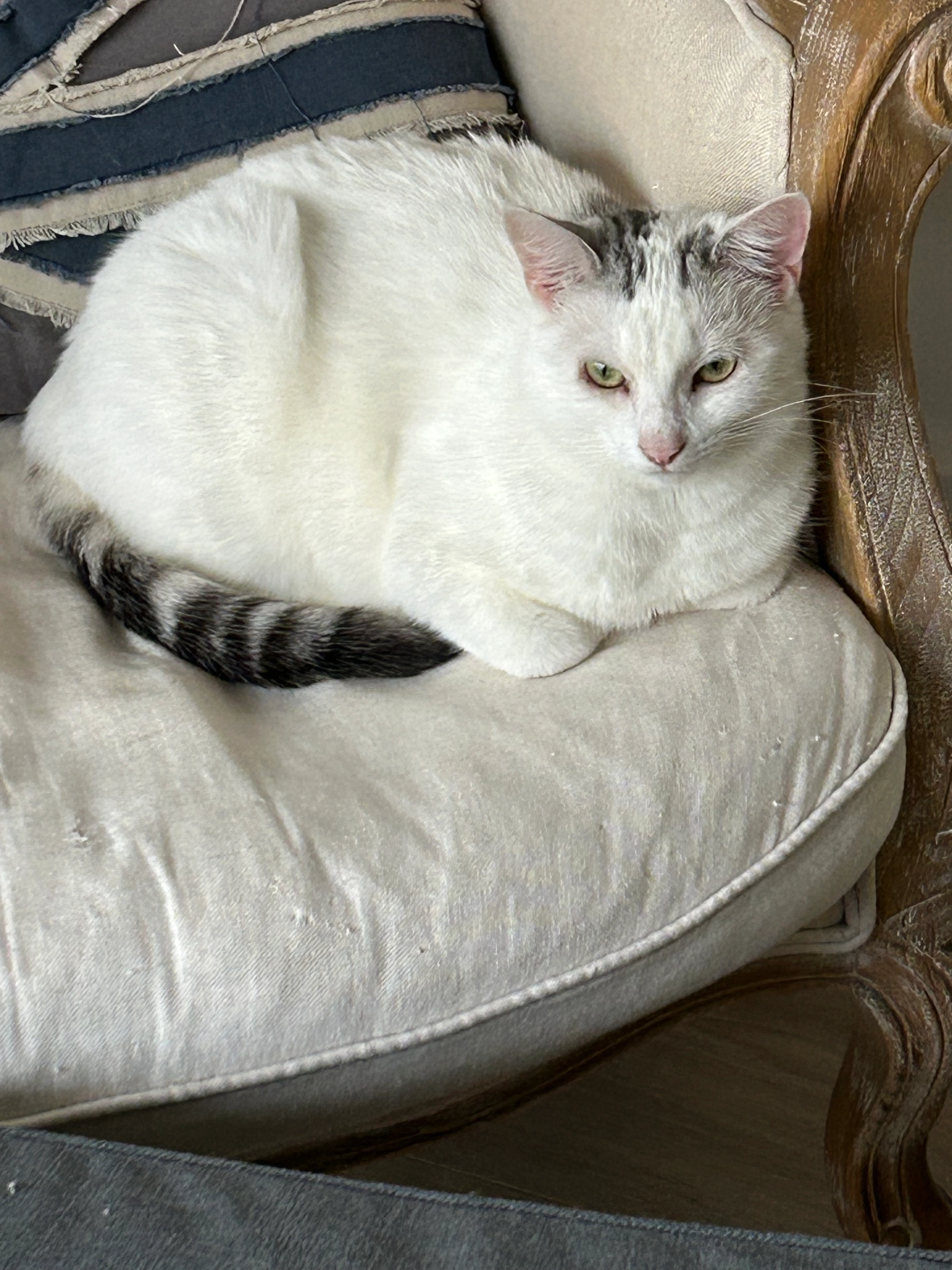 Shantou - Rue Des Meuniers, Montbert