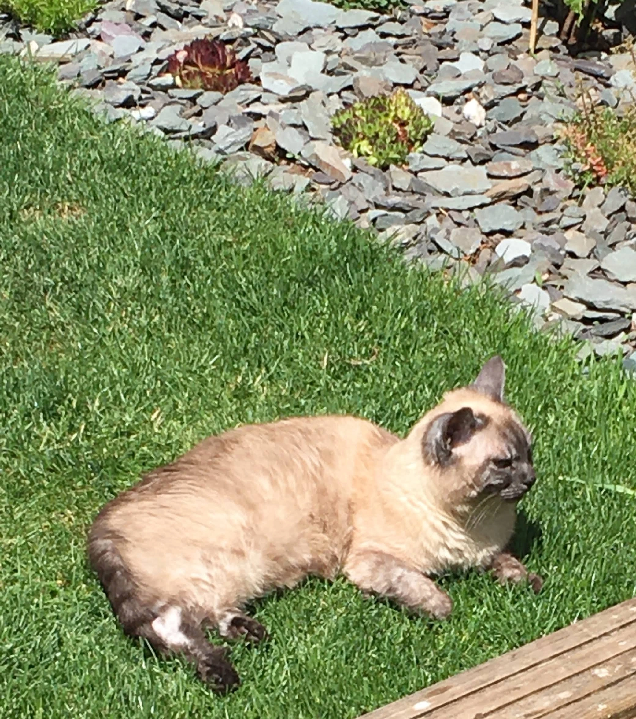 Pixie  - Star Barn Road, Bristol