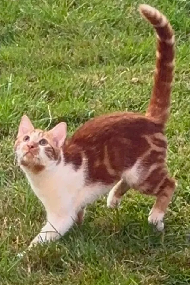 Gizmo  - Greens Road, Rotherham