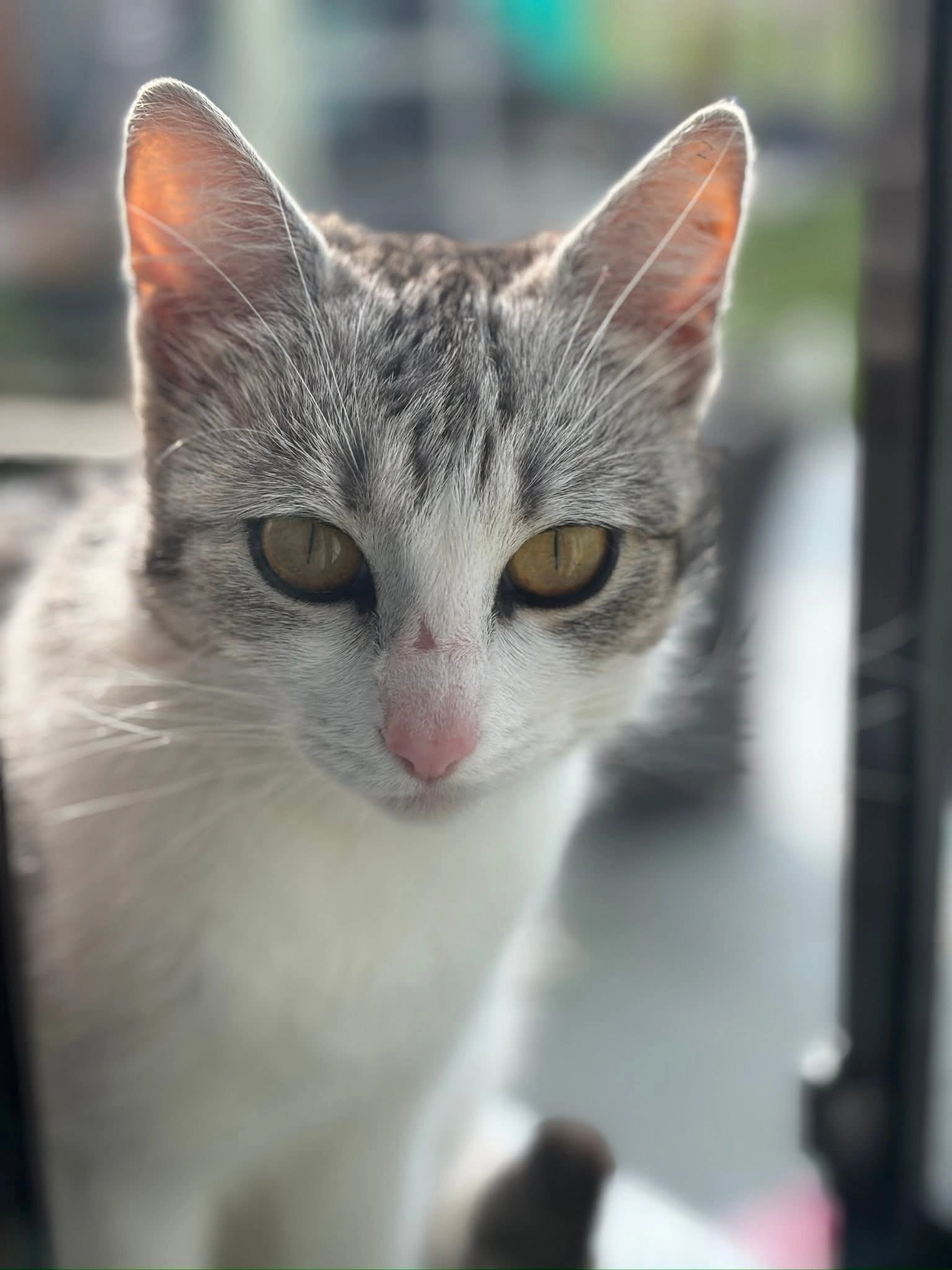 Lisi - Windisch Baumgartner Straße, Zistersdorf