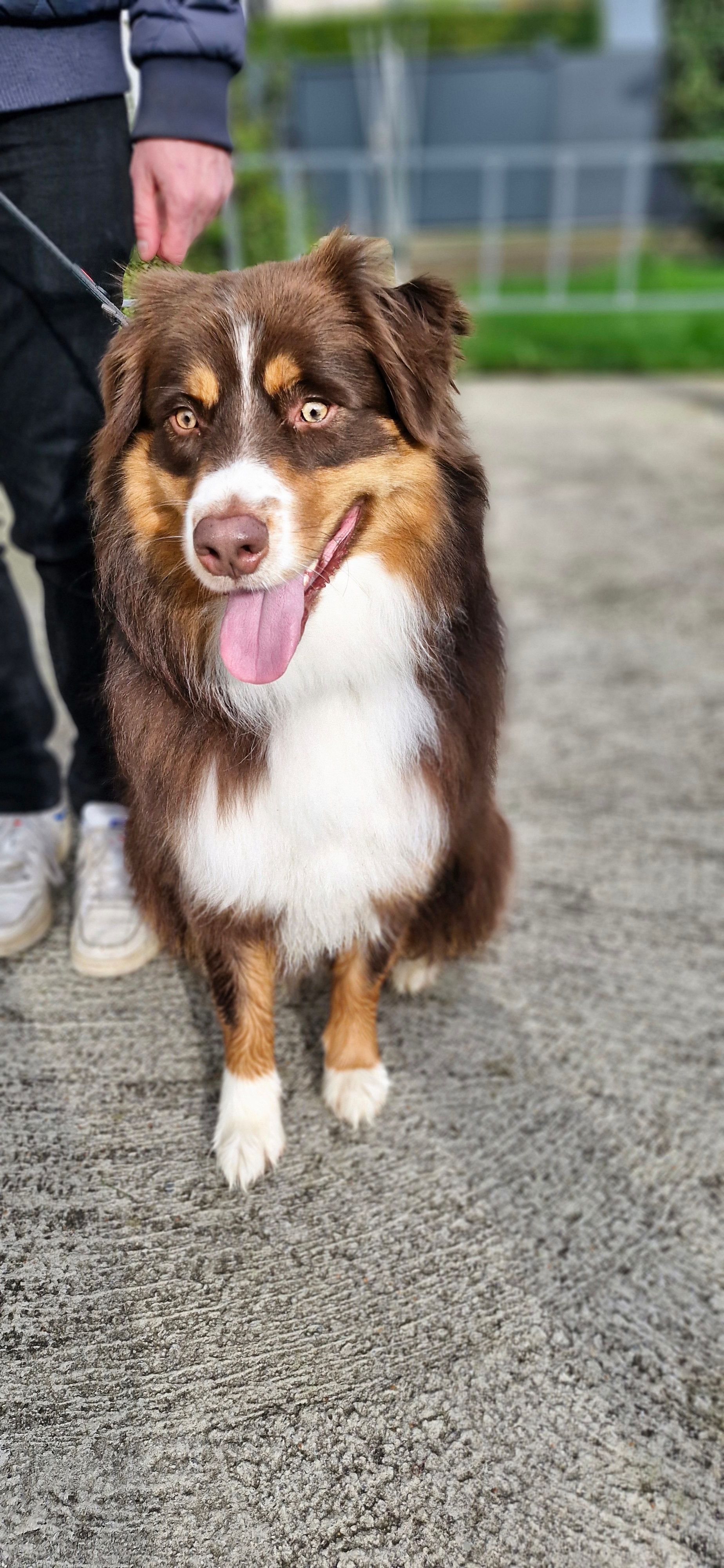 Sirius - Route de la Guerche-de-Bretagne, Rannée