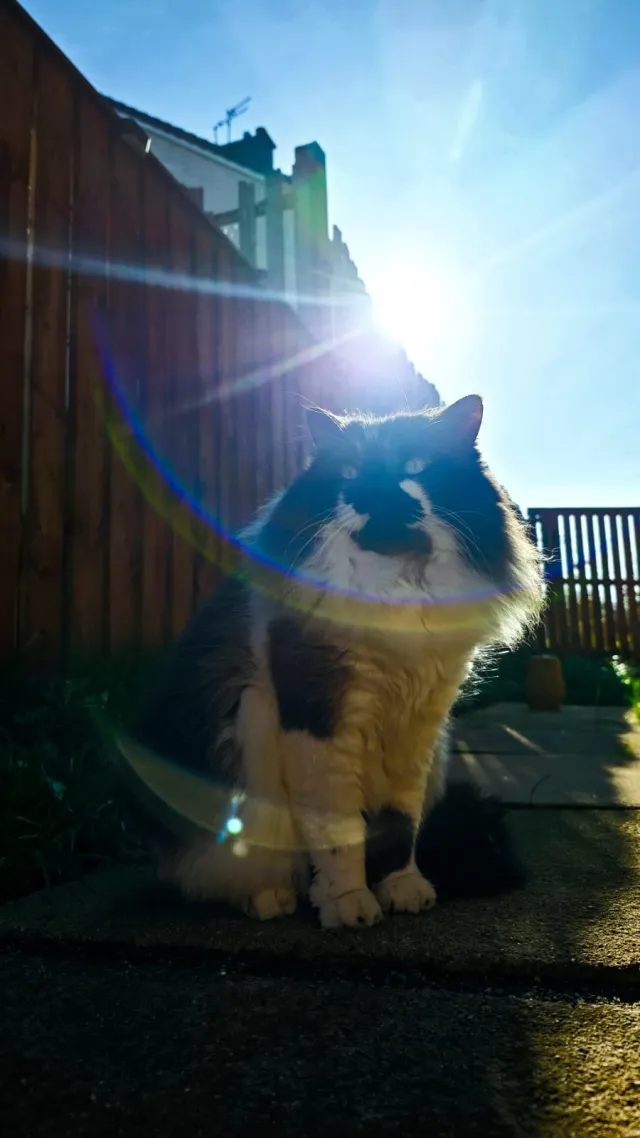 Bruno - Oxgangs Farm Gardens, Edinburgh