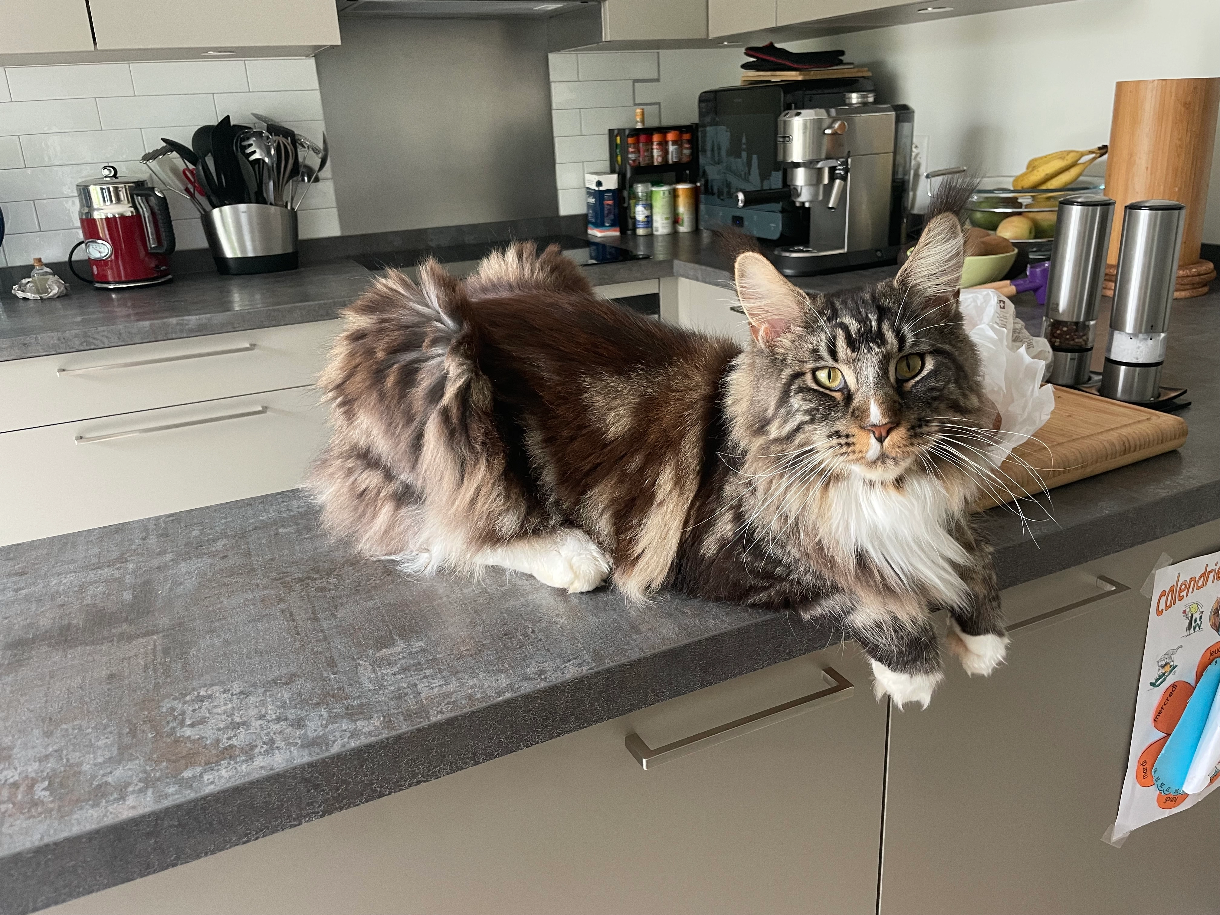 Ulysse - Chemin Haccius, Lancy