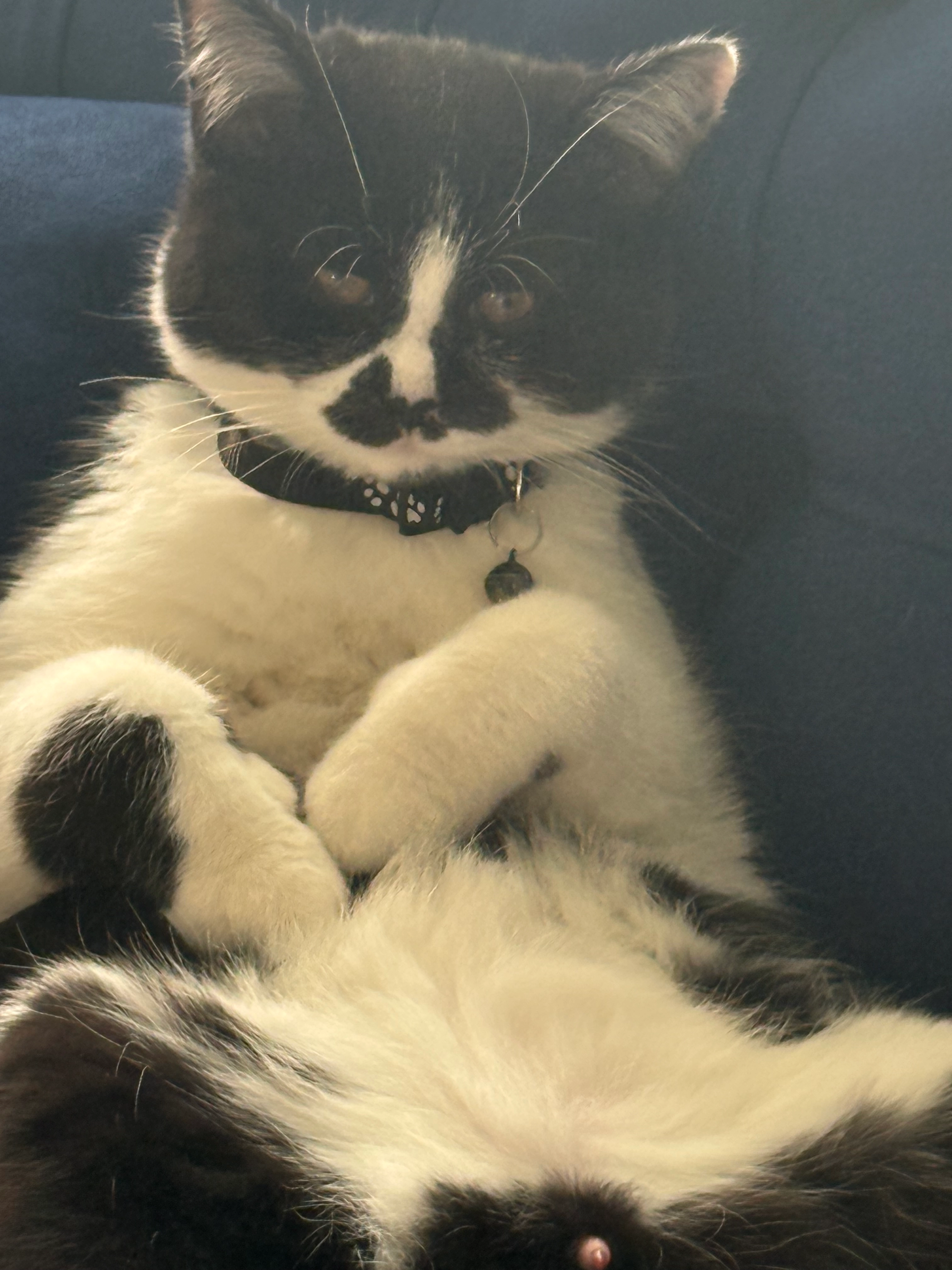 Kitty - Koopvaardijlaan 87, Gent