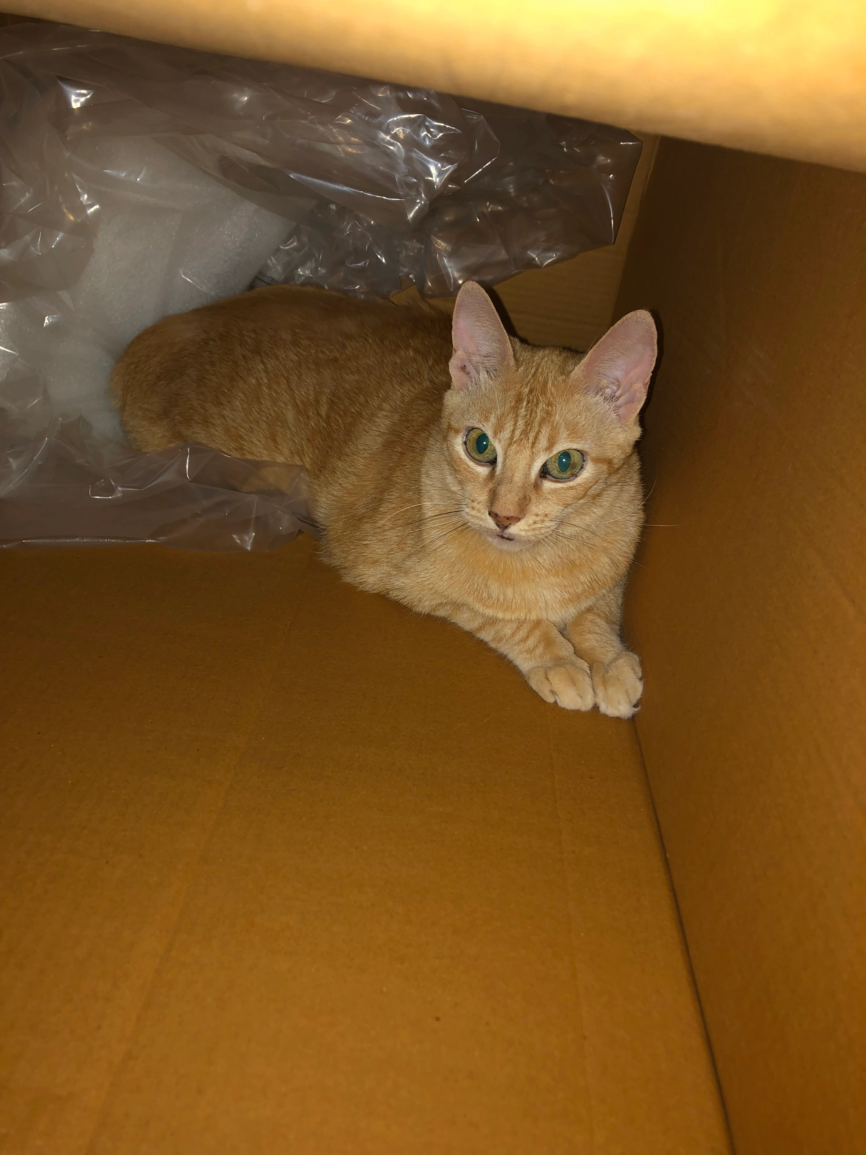 Hobbes - Farbstrasse, Thalwil