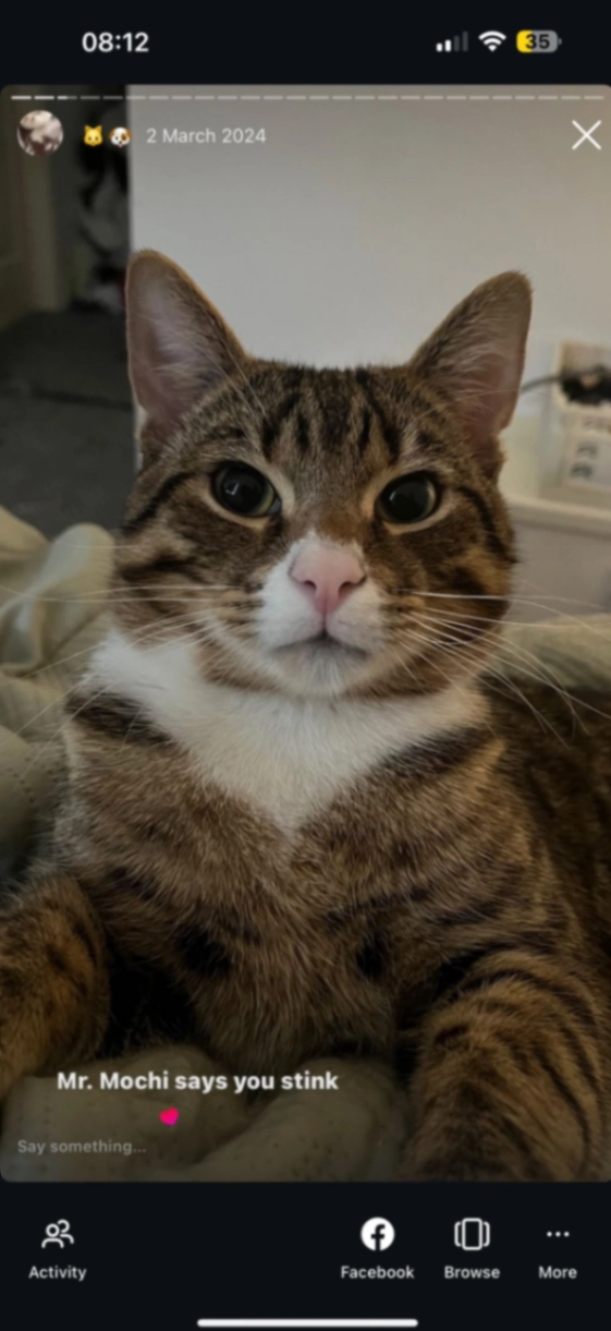 Mochi - NE22 5TF, Bedlington