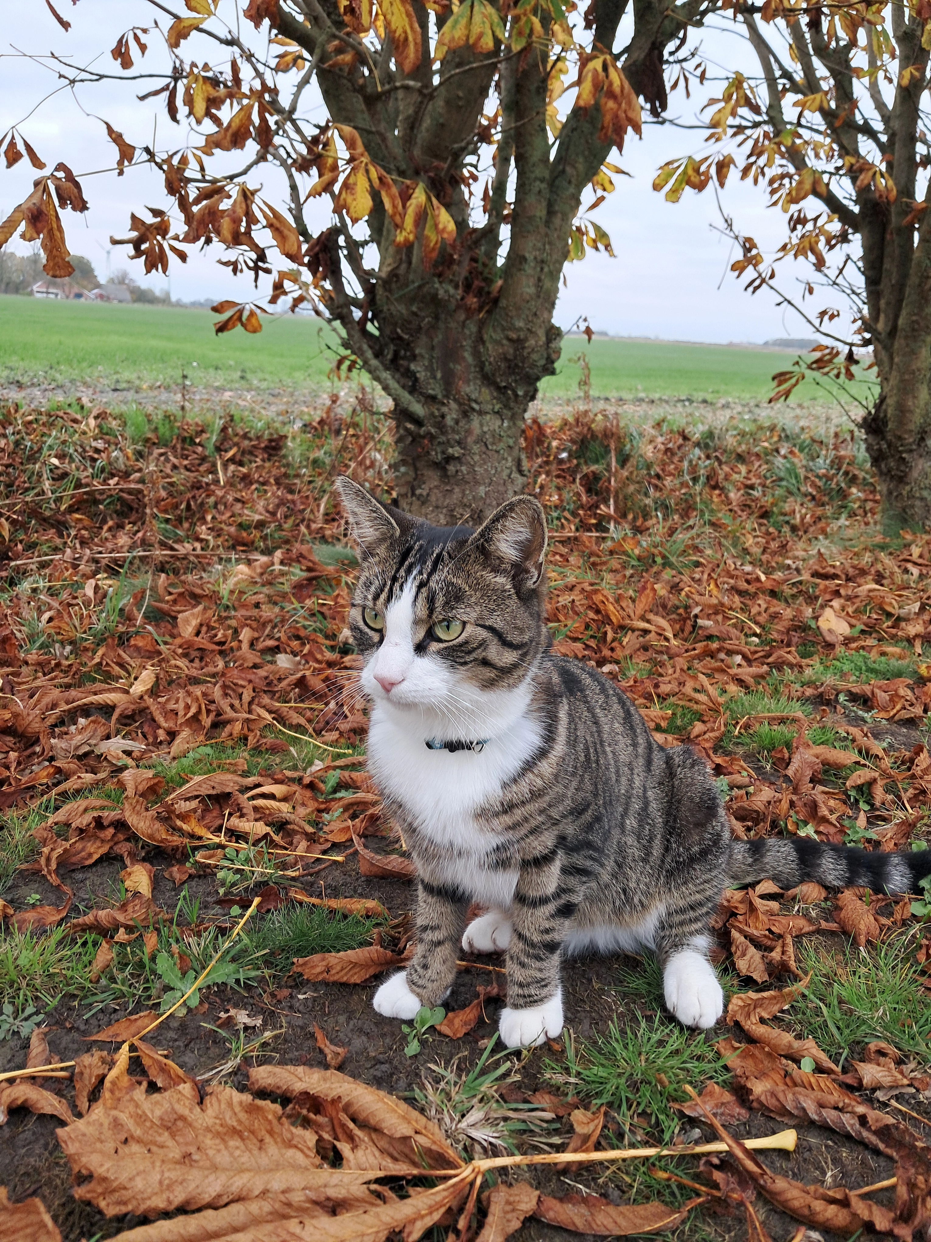 Hugo - Störtebekerstraße, Krummhörn