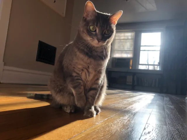 Eloise - Rose Marie Dr/Howell Rd, Saint Peters