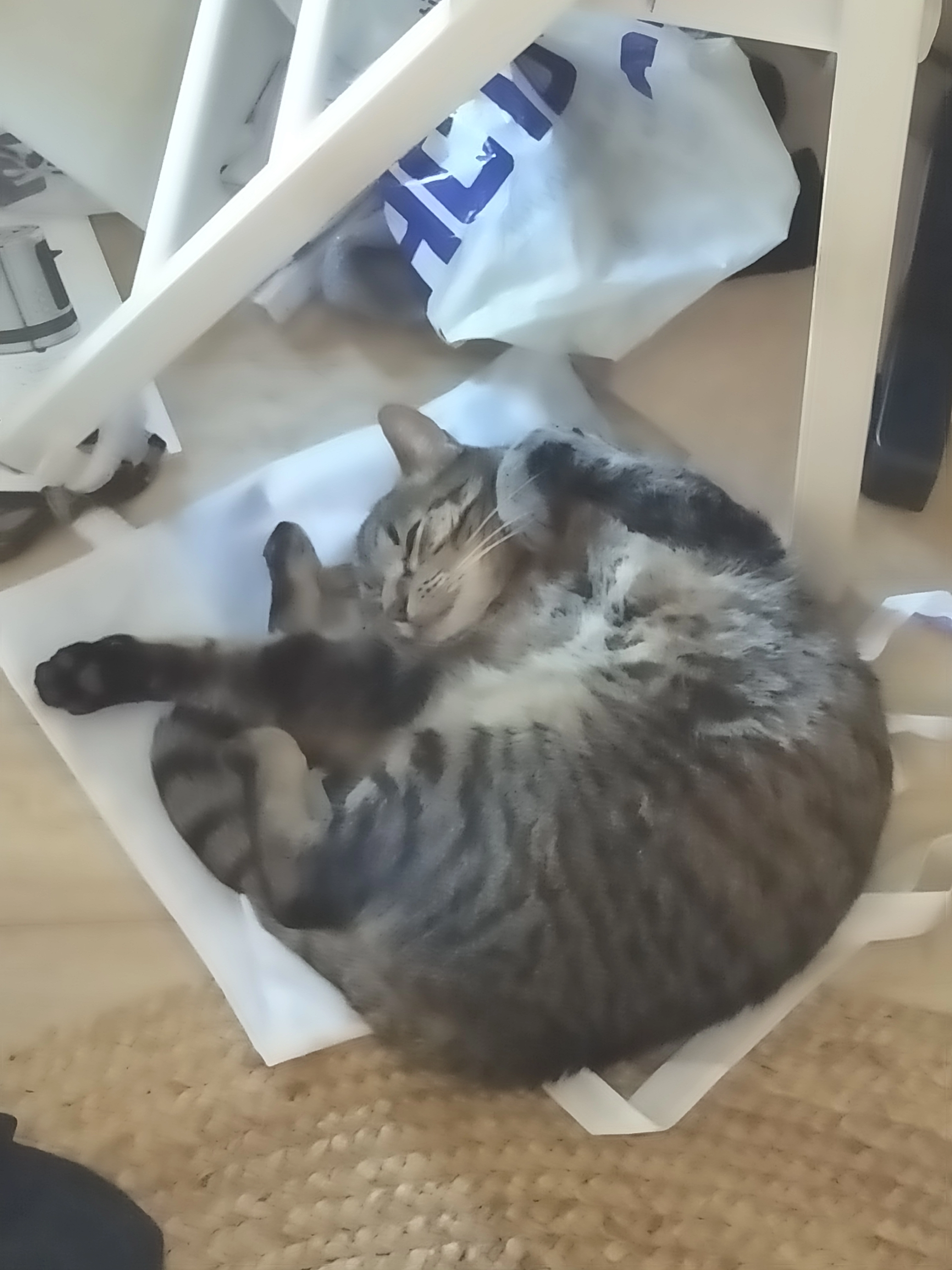 Tigris - Chemin De La Sainte-Famille, Carpentras