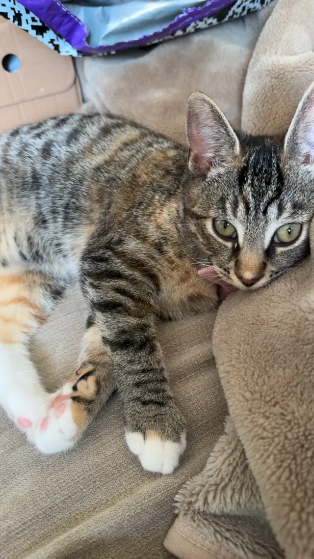 Cleo - Crest Avenue, Grays