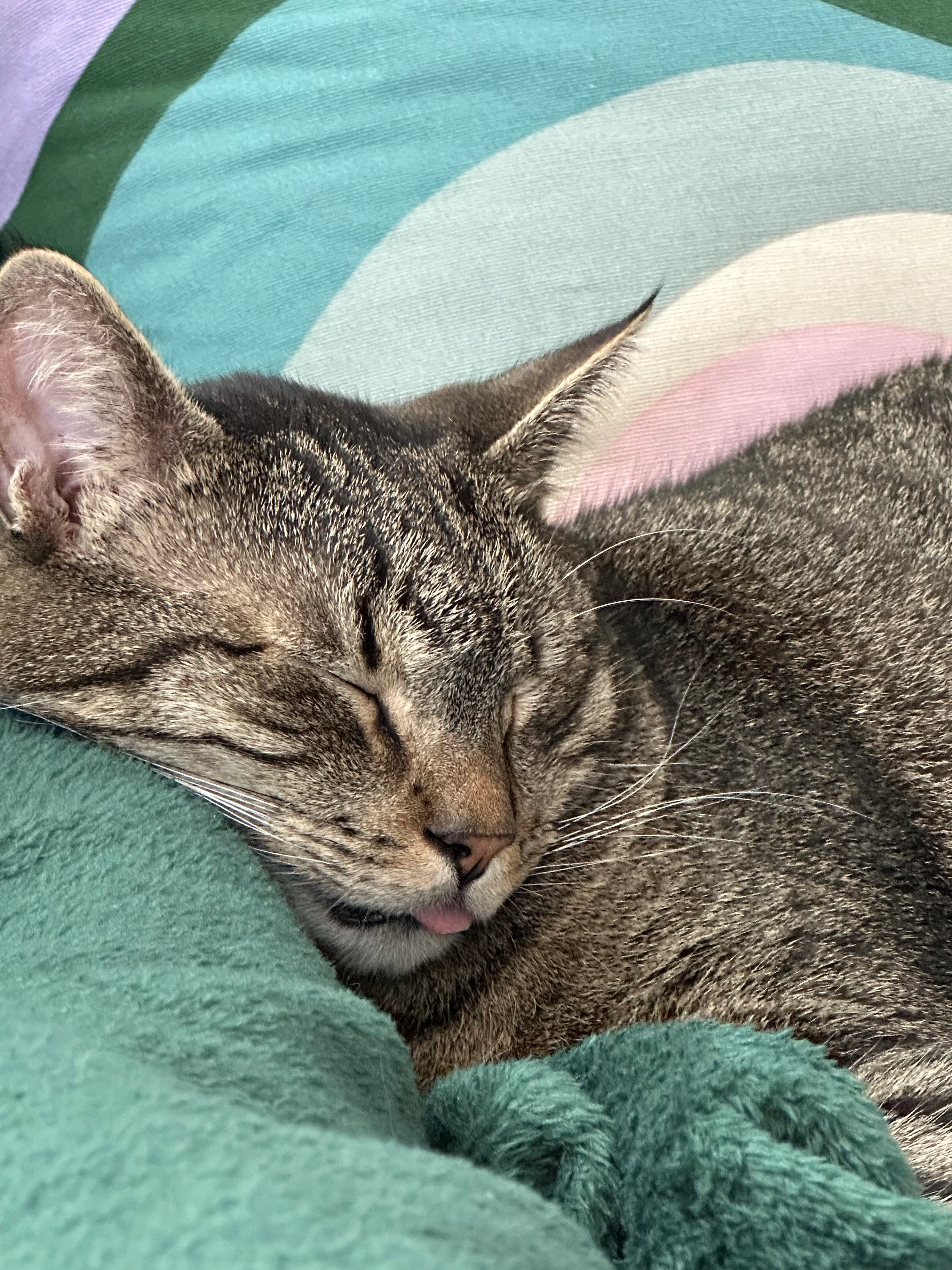 Lingo - Bartensteingasse 3250, 3250