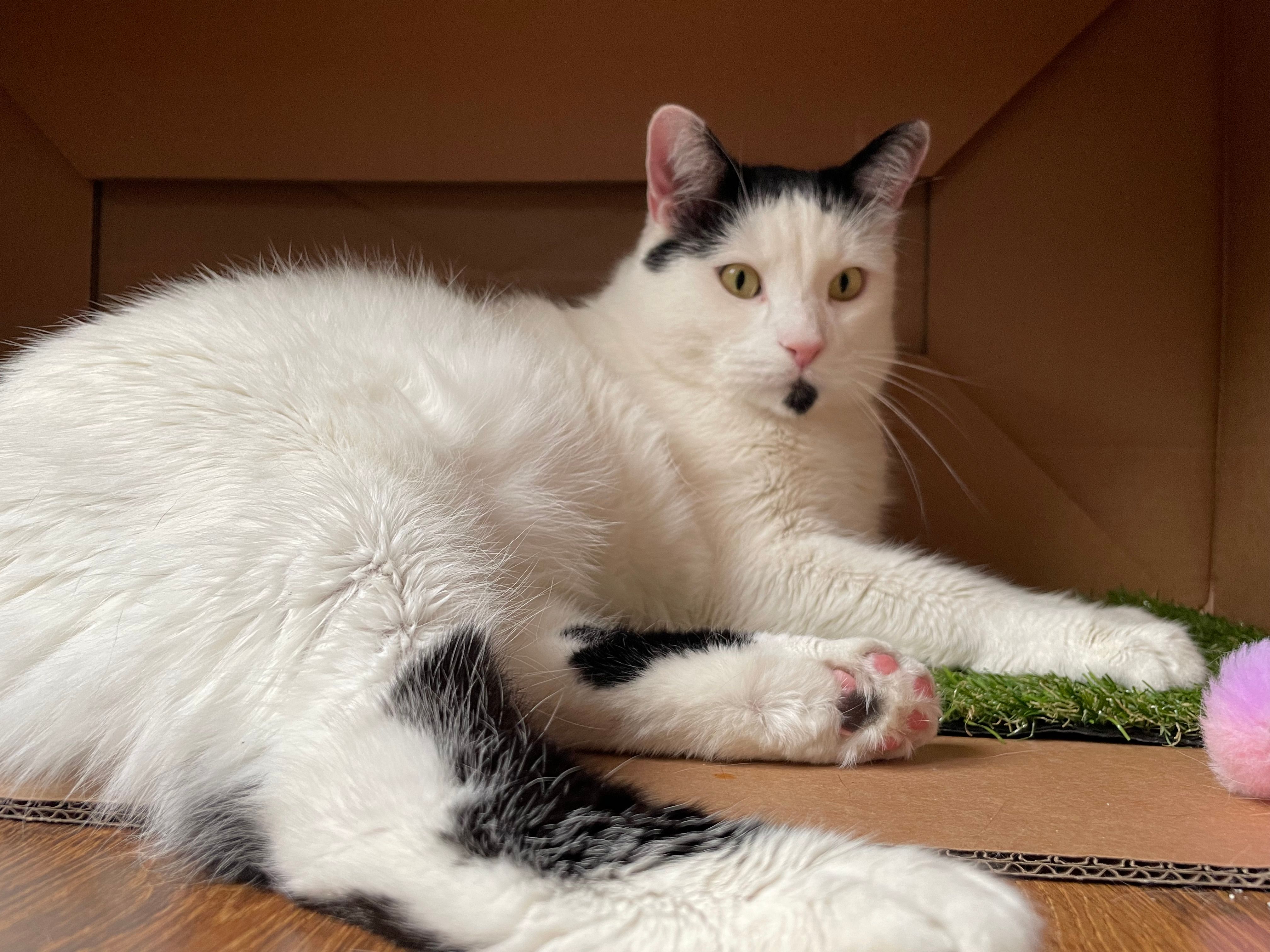 Mr. Cat - Lomená, Prague