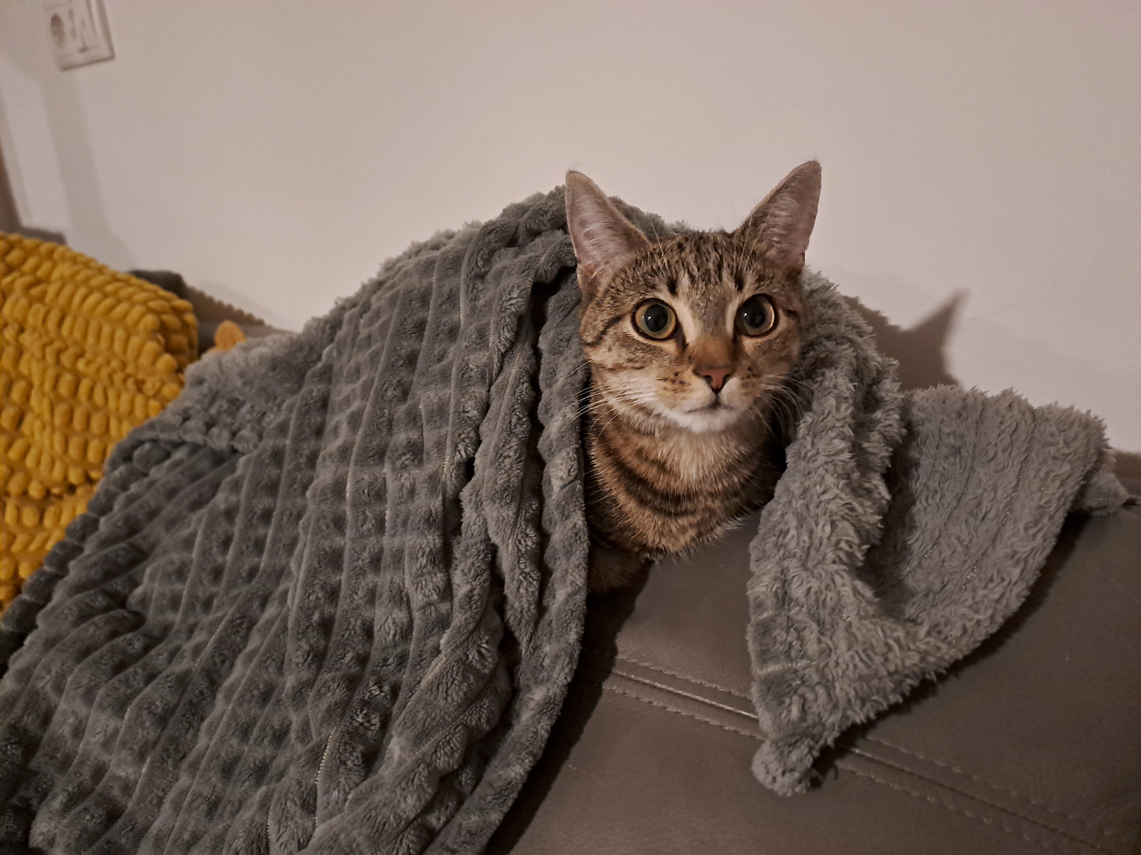 Molly - Walchstraße 2, Kirchbichl