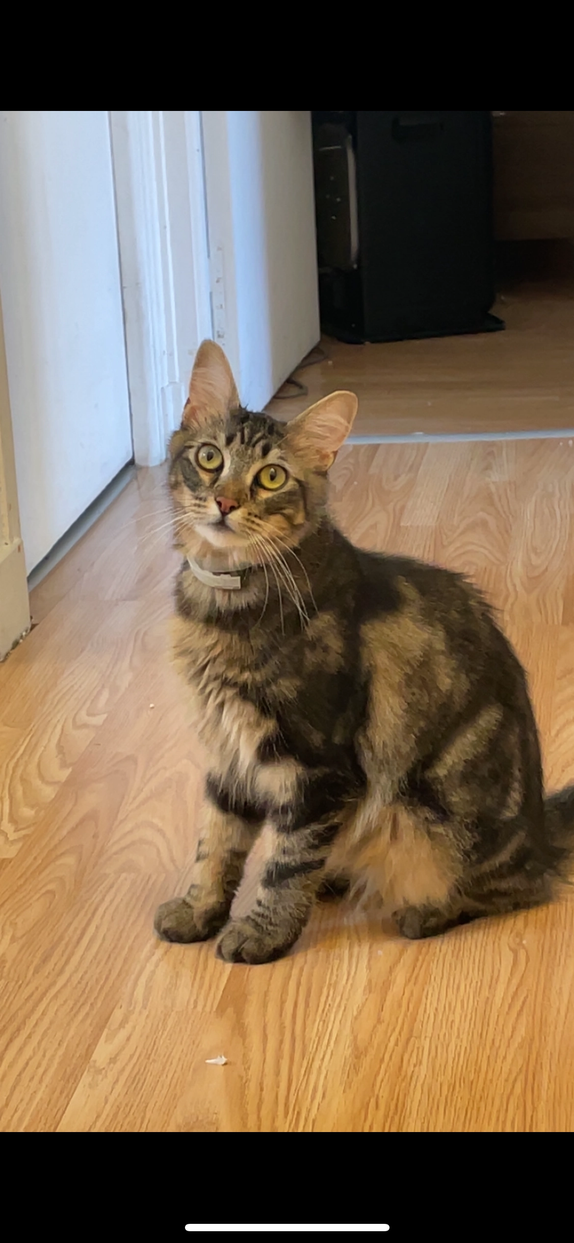 Willow - Rue Du Menhir, Plédran