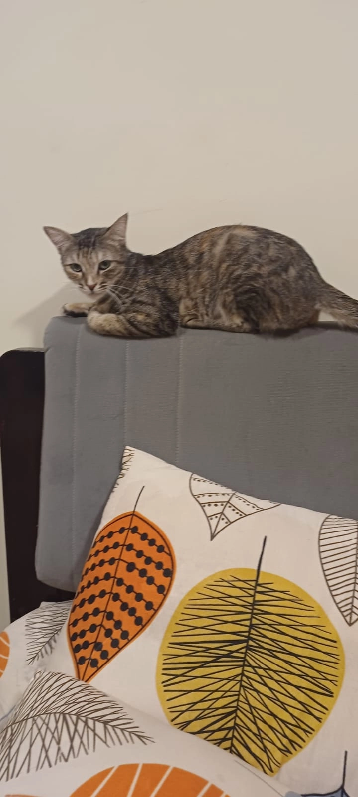 Kiwi - Tower 4, Nikko 1, Bharatiya City,, Bengaluru