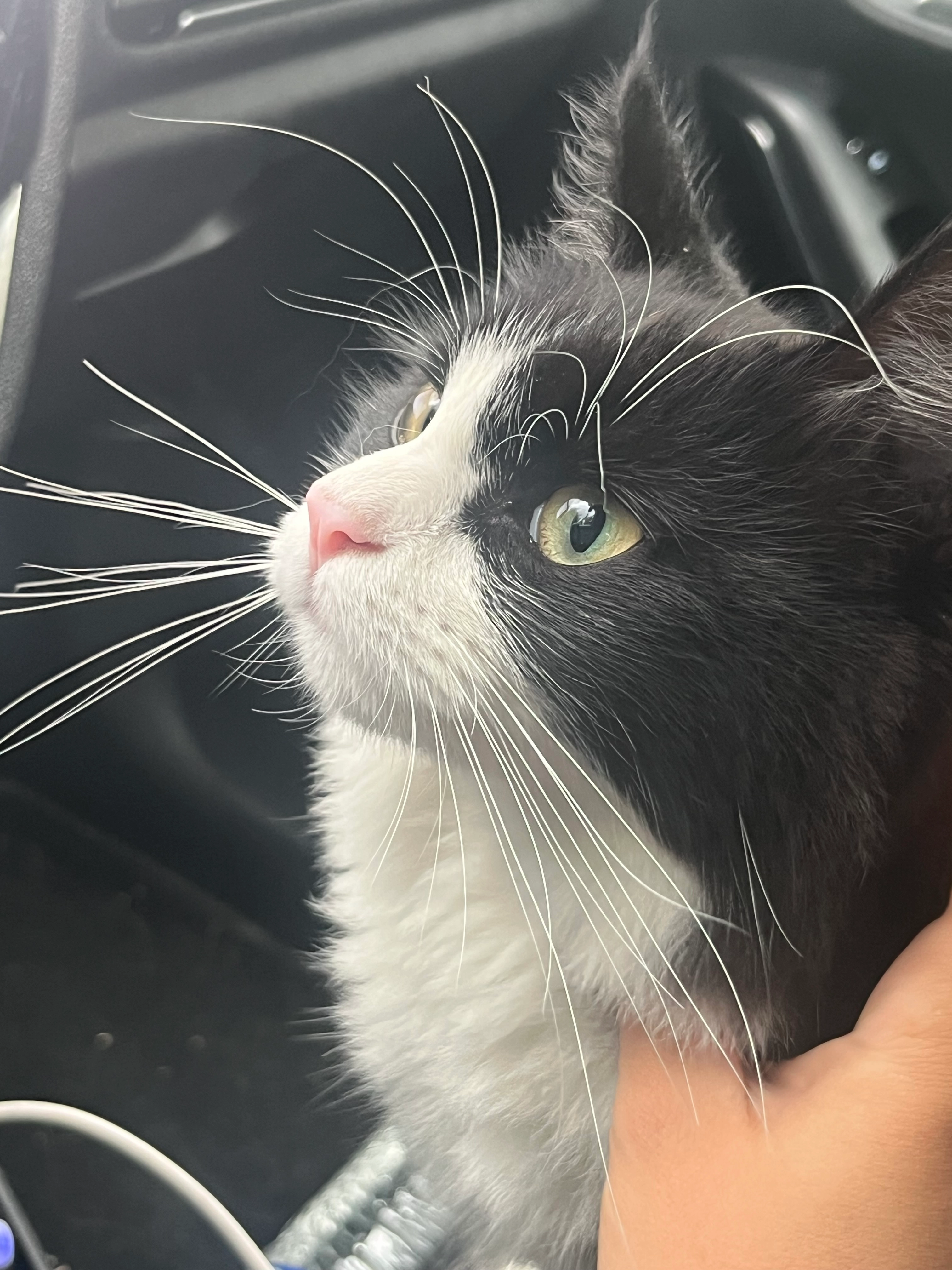 Yara - Rue des Bussys, Eaubonne