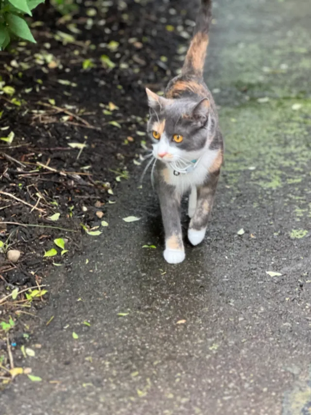 Myrka - Prospect St, Norwalk