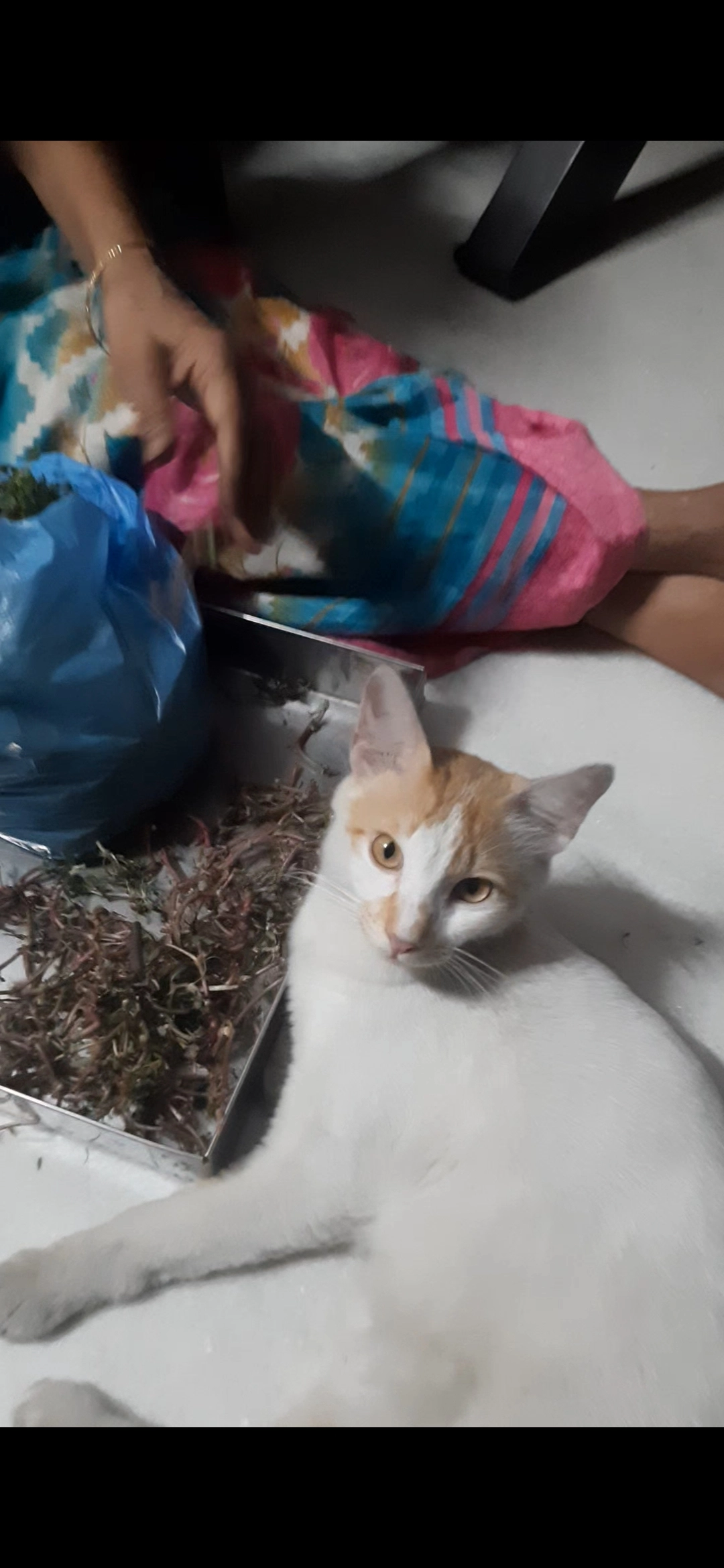 Tiger - Mahayogi Vemana Road, Bengaluru