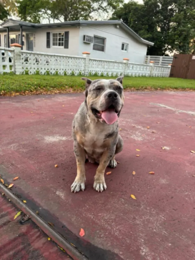 Bella - NE 13th Pl, Miami