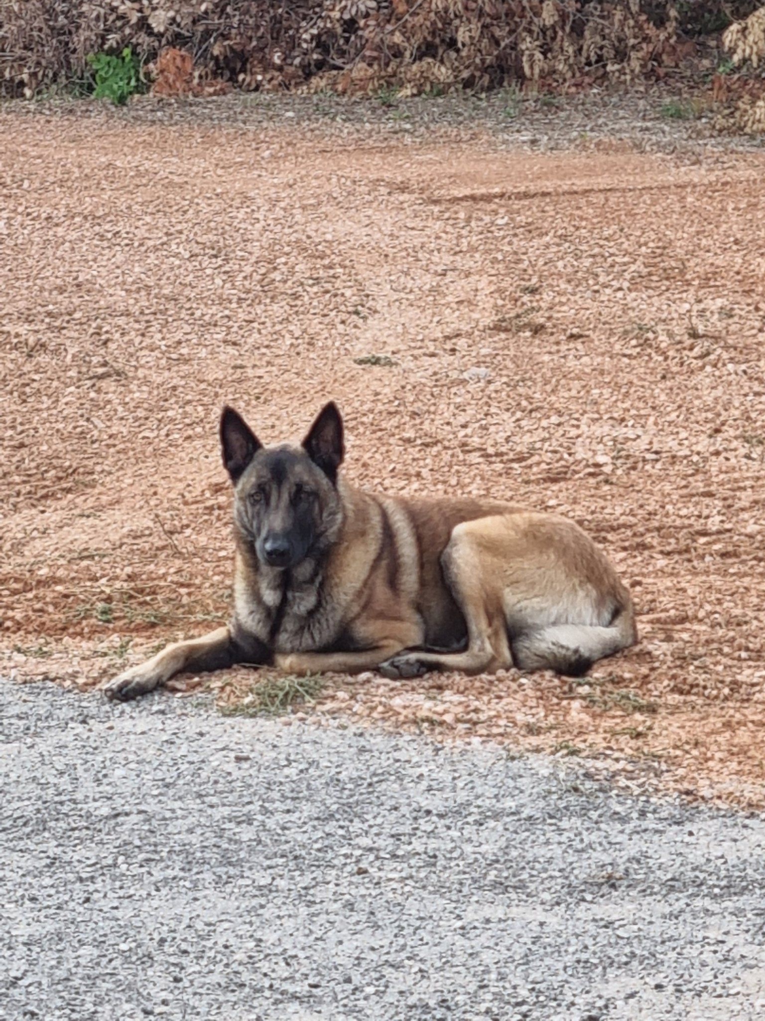 starck - Chemin De La Gavotte, Brignoles