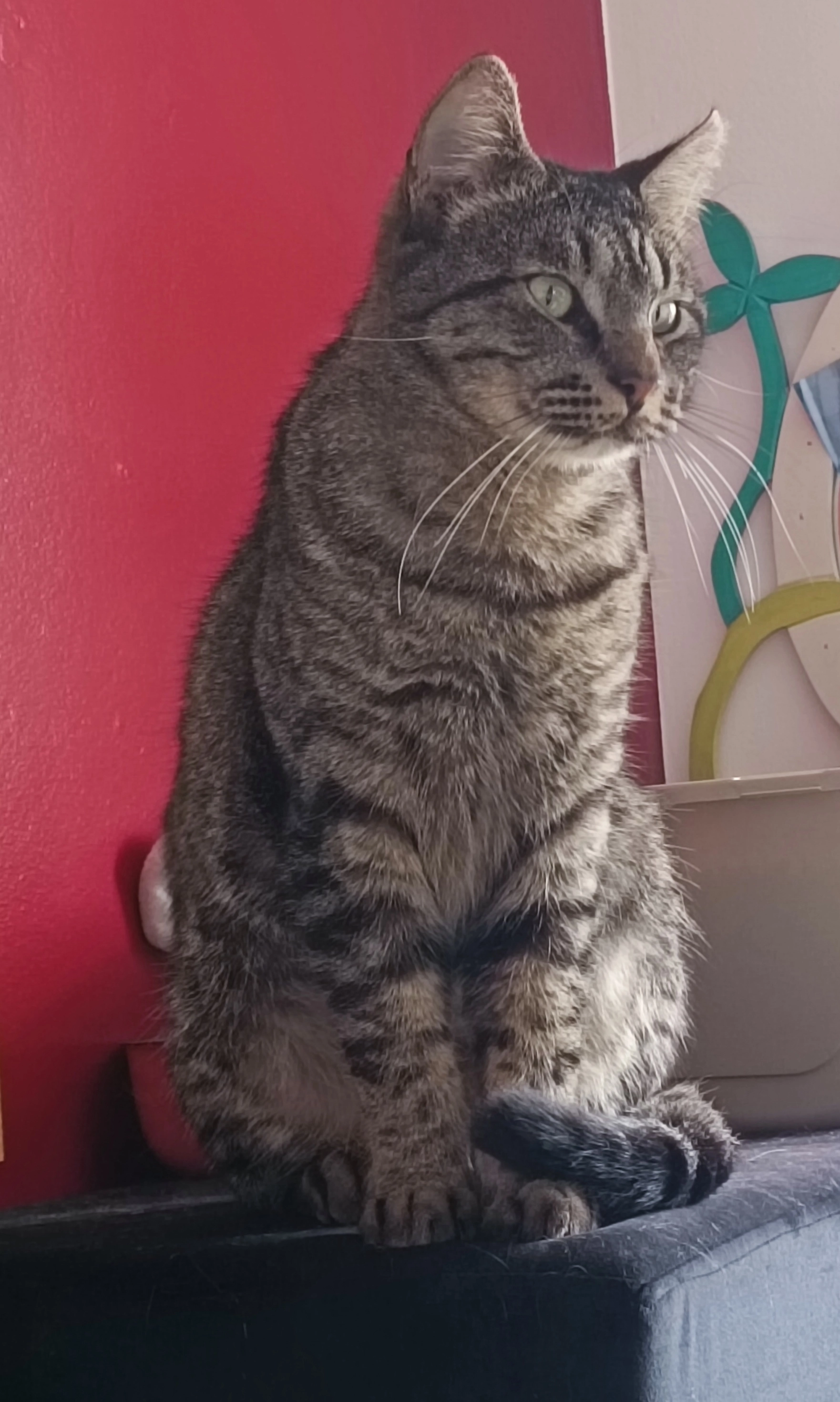 Carlito, surnom p'tit chat - Rue du Muguet, Besançon