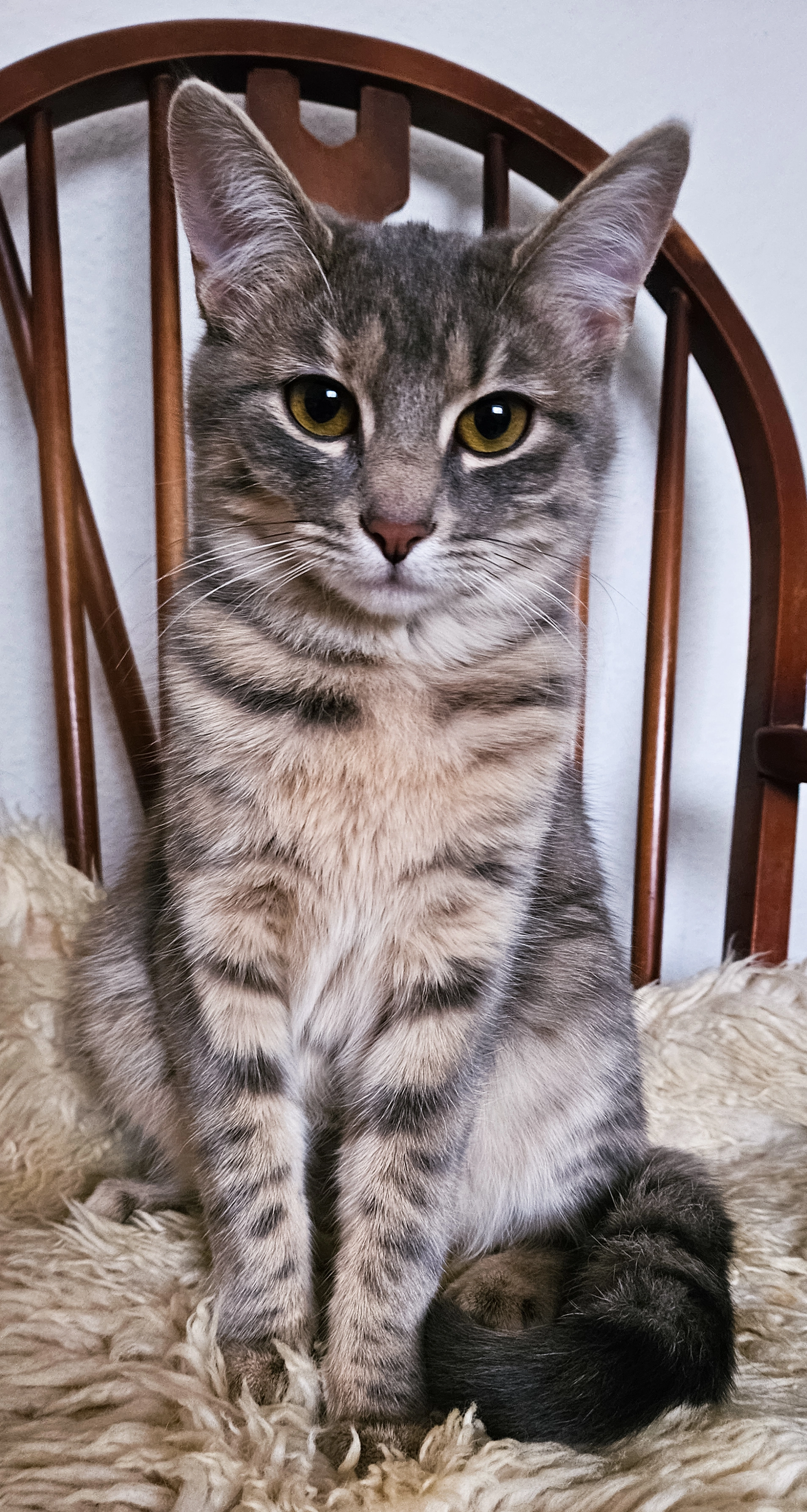 Sevi, Musi - Sallerner Berg, Regensburg