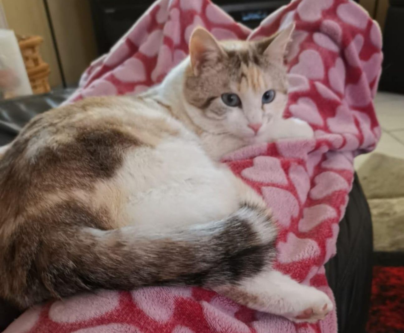 plume - Route des Bourales, Saint-Jorioz