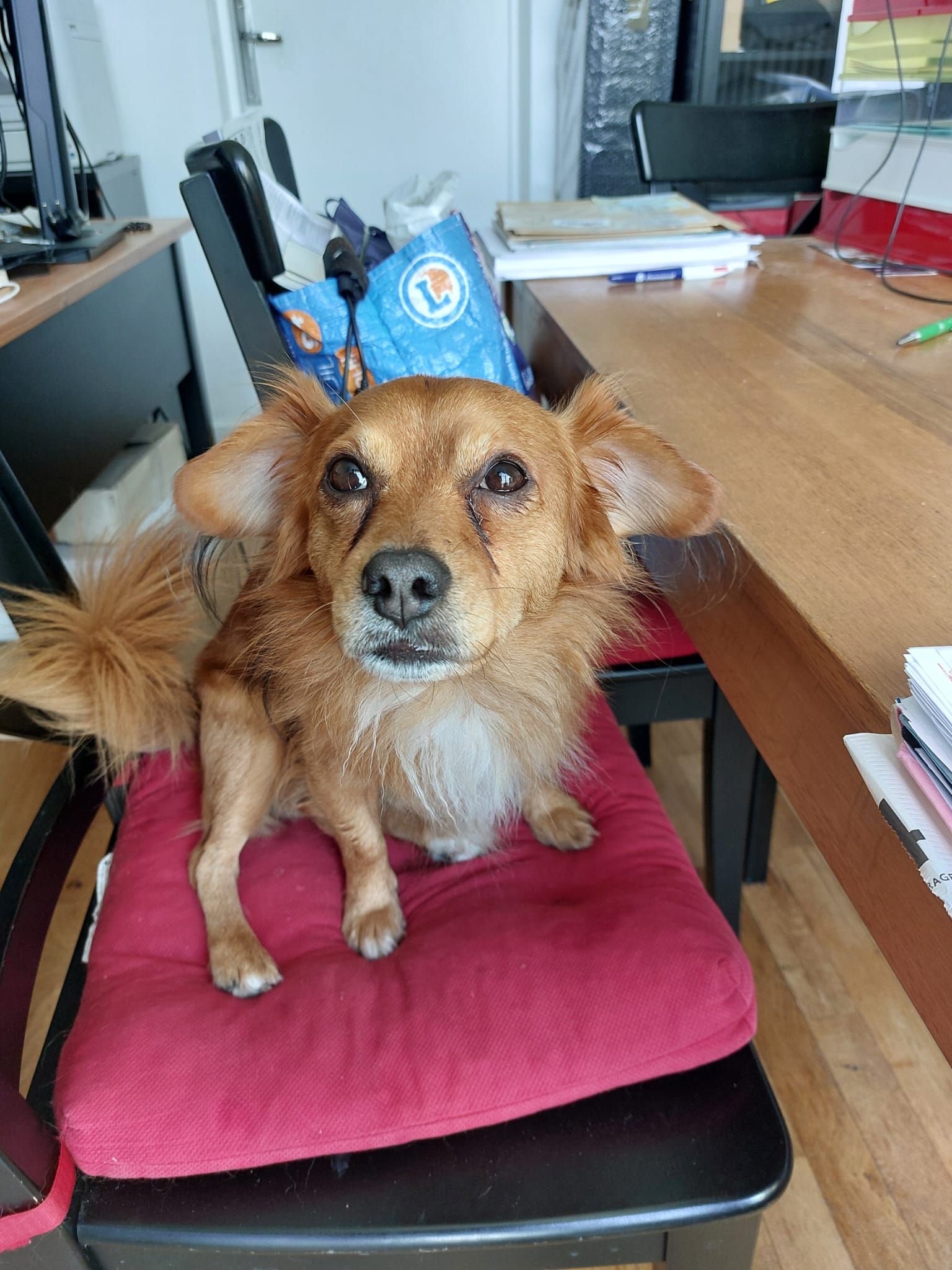 Oslo - La Firmière, Gouffern-en-Auge