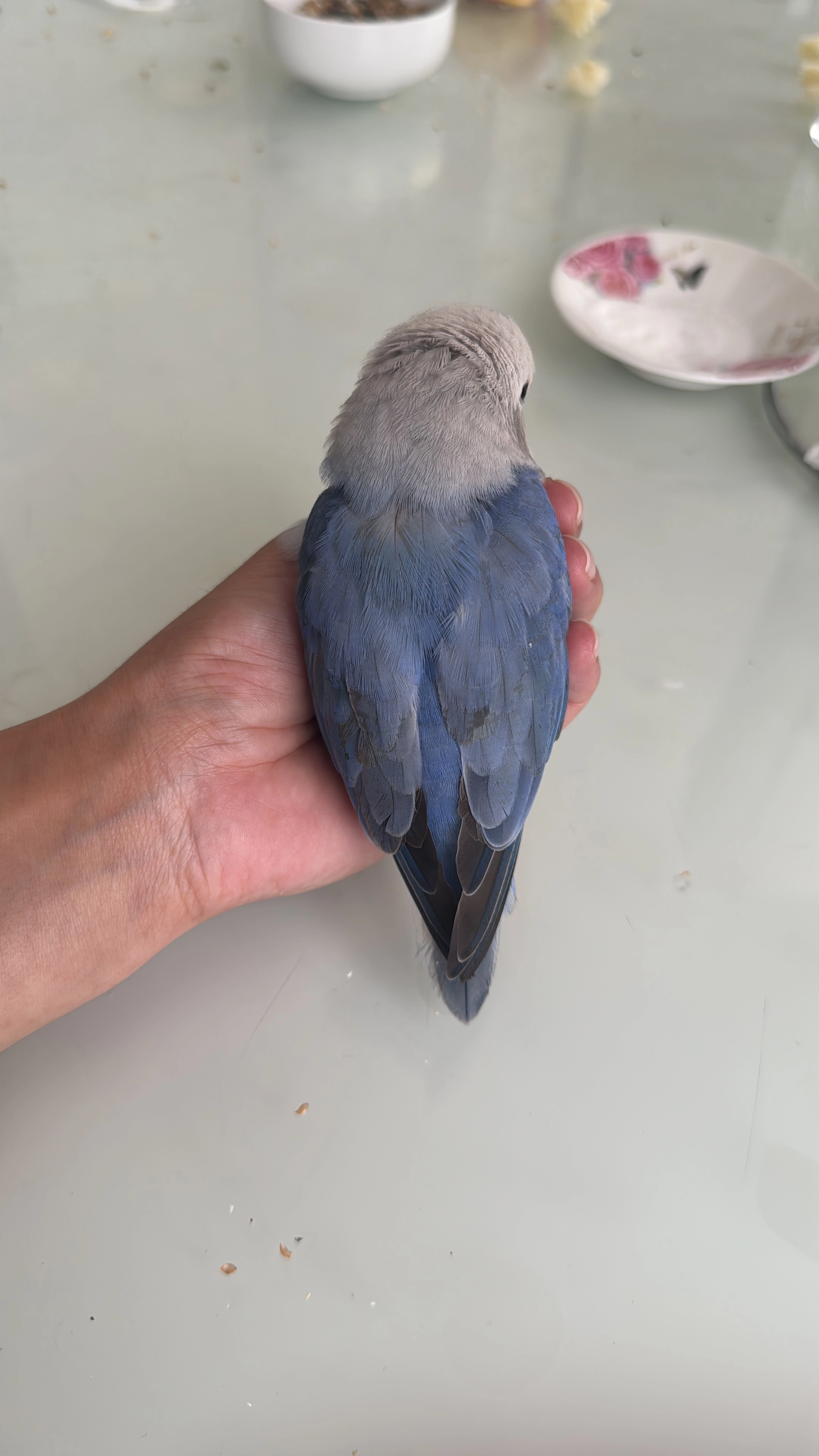 Het gaat om een agaporis  - Amersfoortseweg, Gelderland