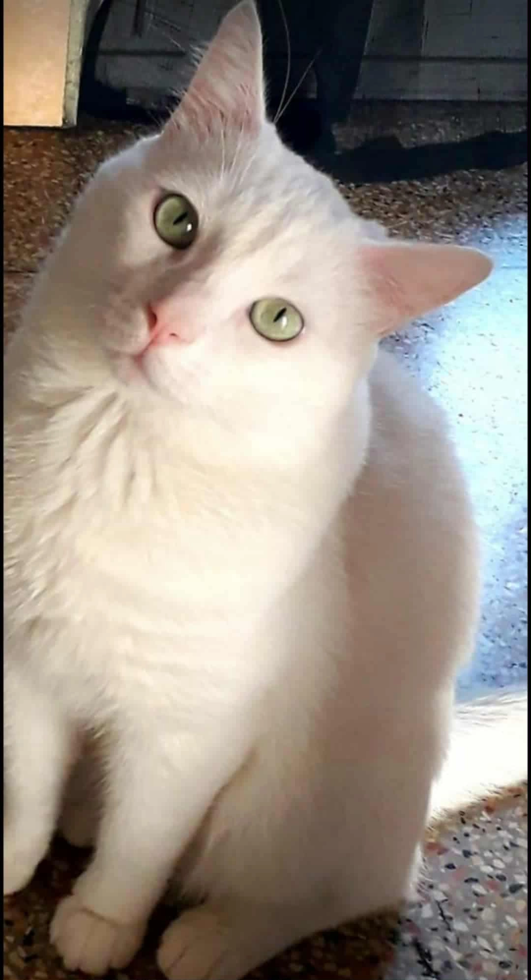 Mowgli - Rue Antoine Pessina, La Fare-les-Oliviers