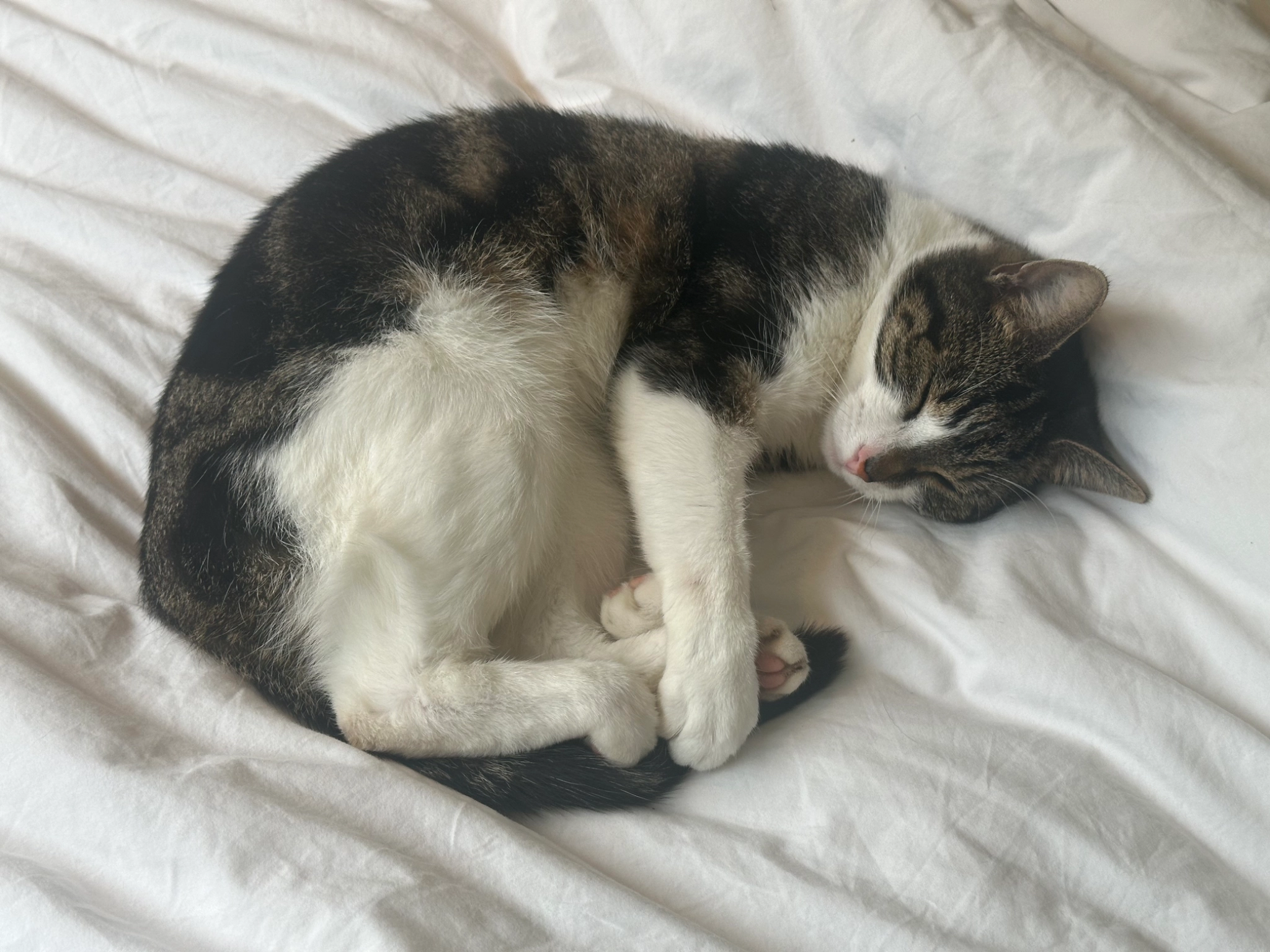 Lucky - Beukenpark 97, Aalter