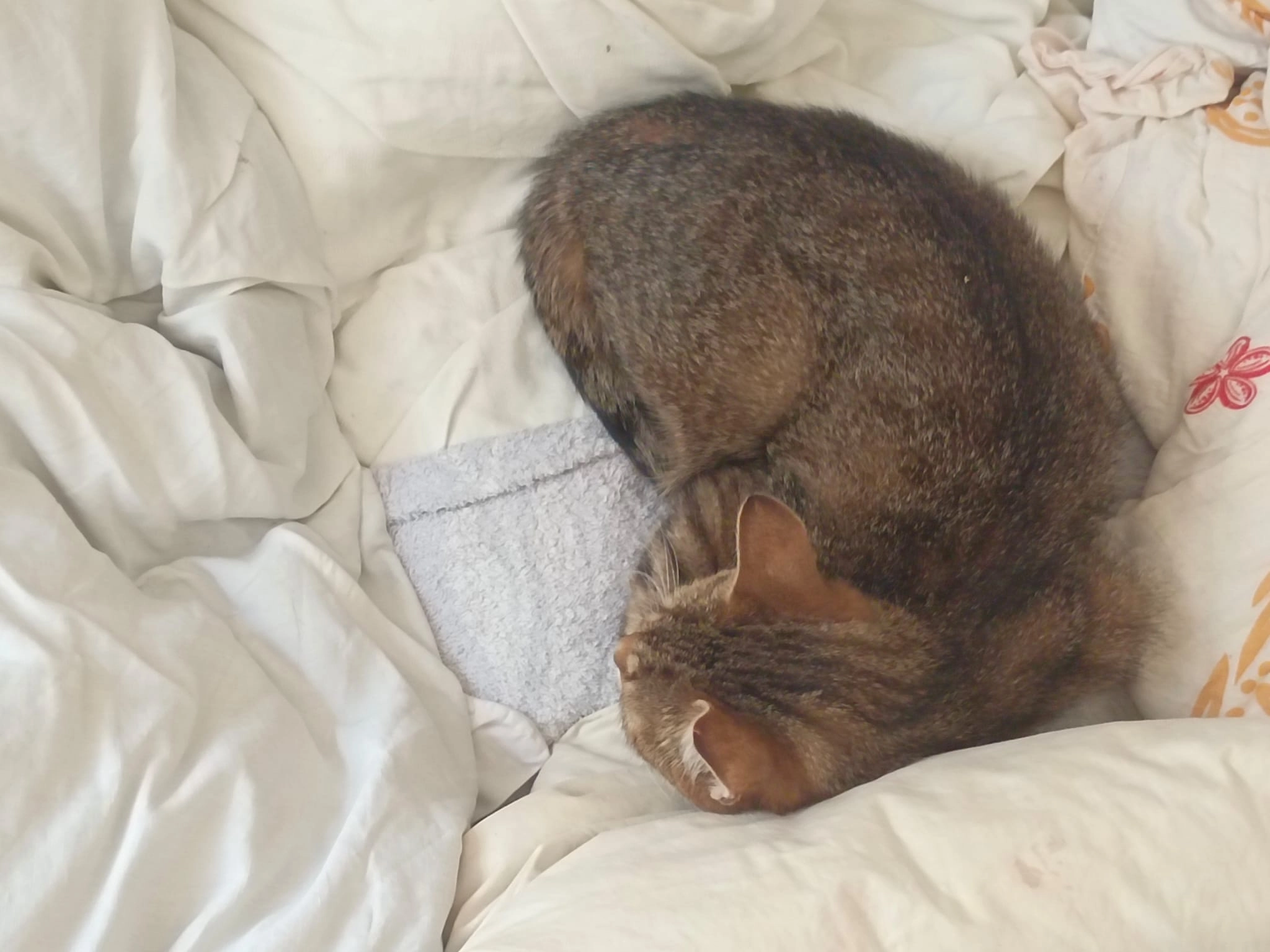 Sissi - Wachaustraße, Weißenkirchen in der Wachau