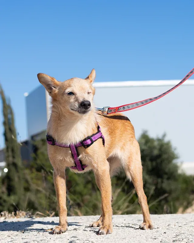 Amelia  - Route d'Étampes, Étampes