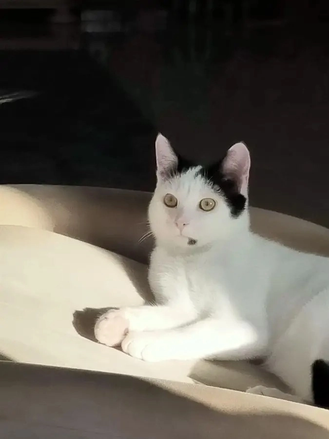 Tommy  - Rue De La Pointe, Pordic