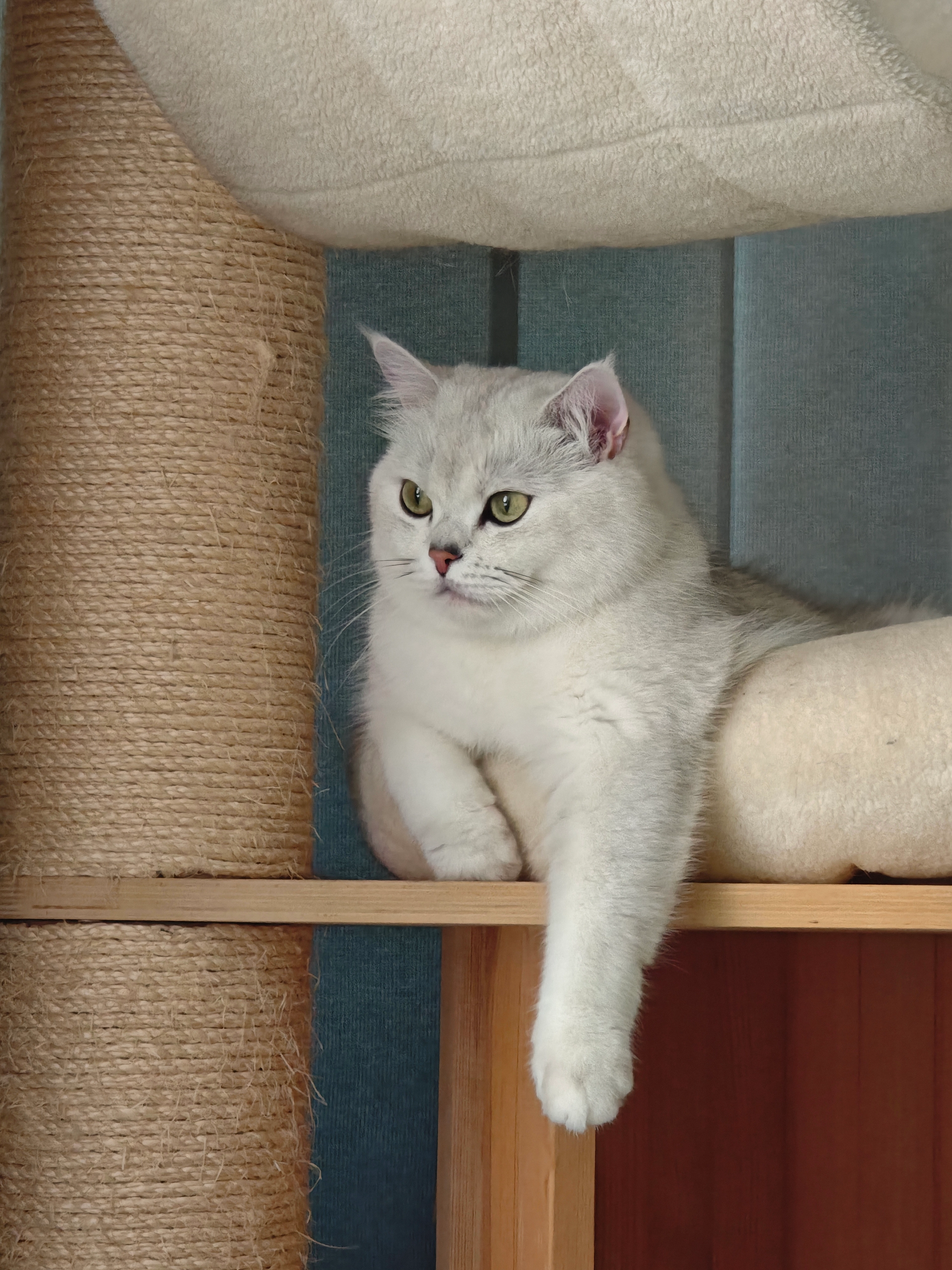 Shi Liu - Harcourt Road, Sheffield