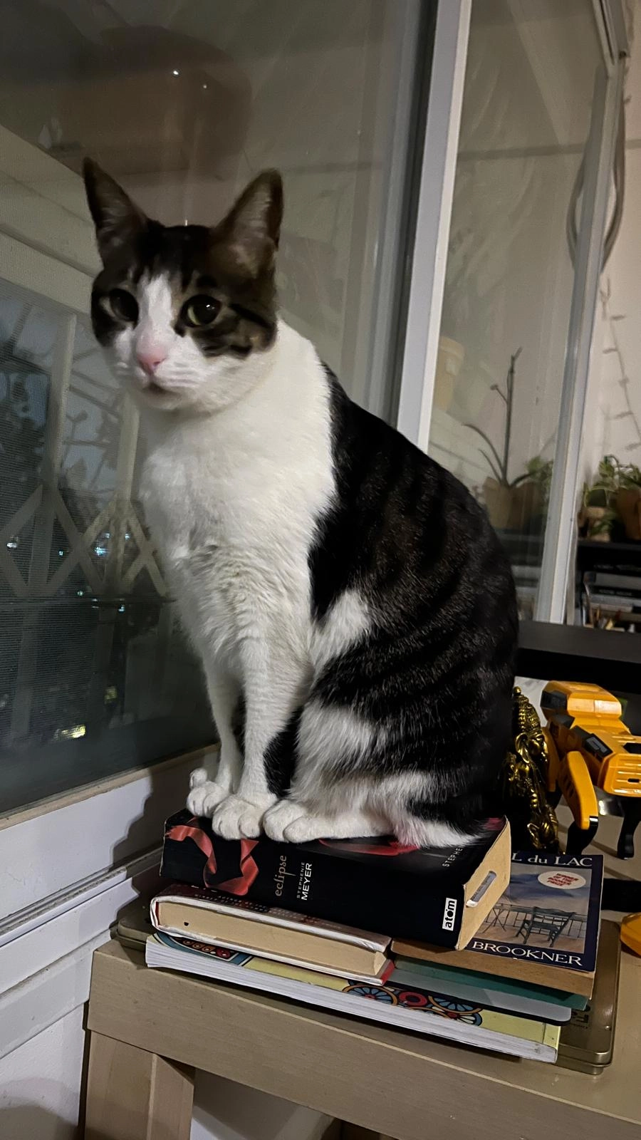 Penny - Havatselet Street, Nesher