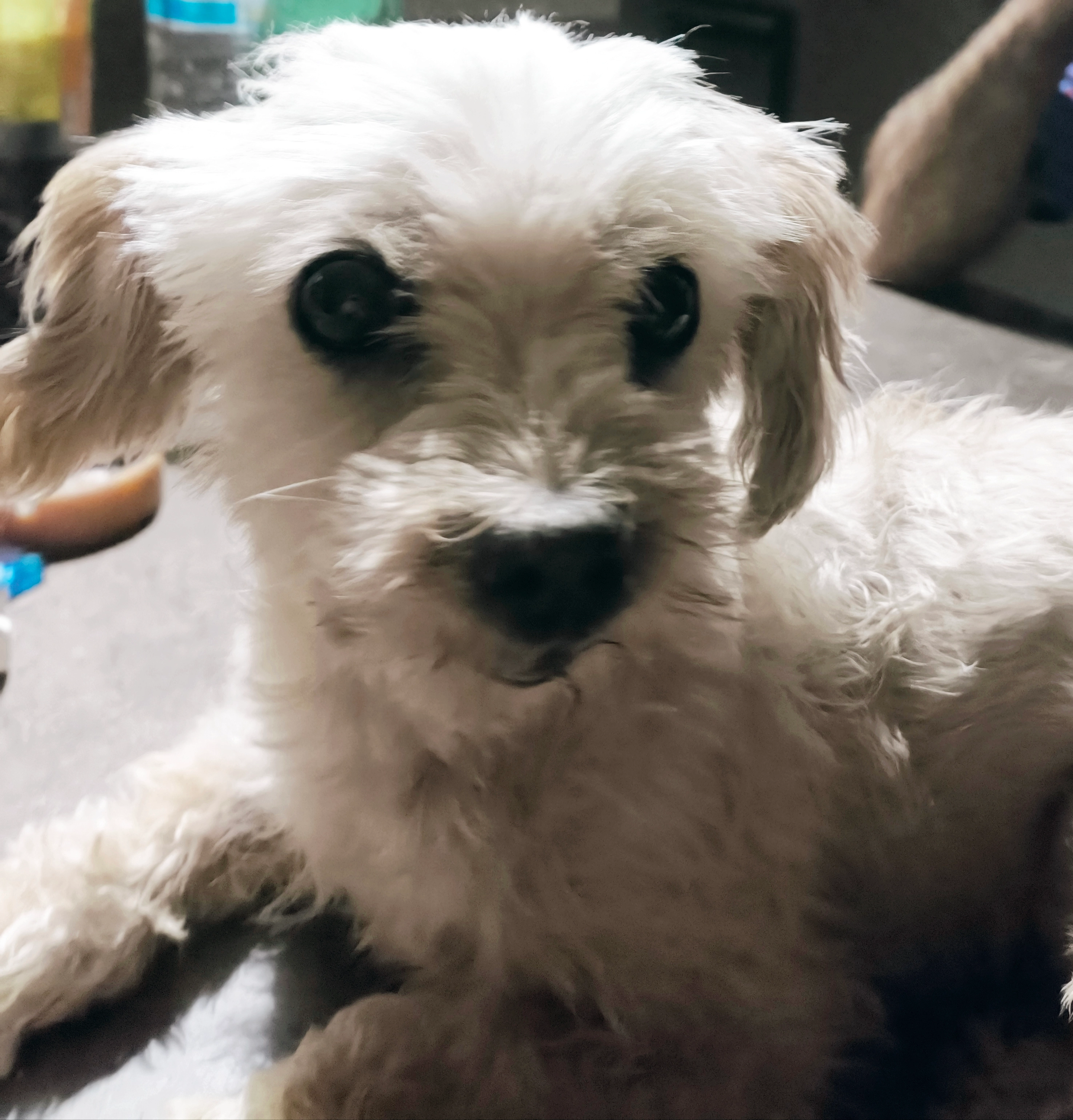 Gipsy - Rue René Laënnec, Royan