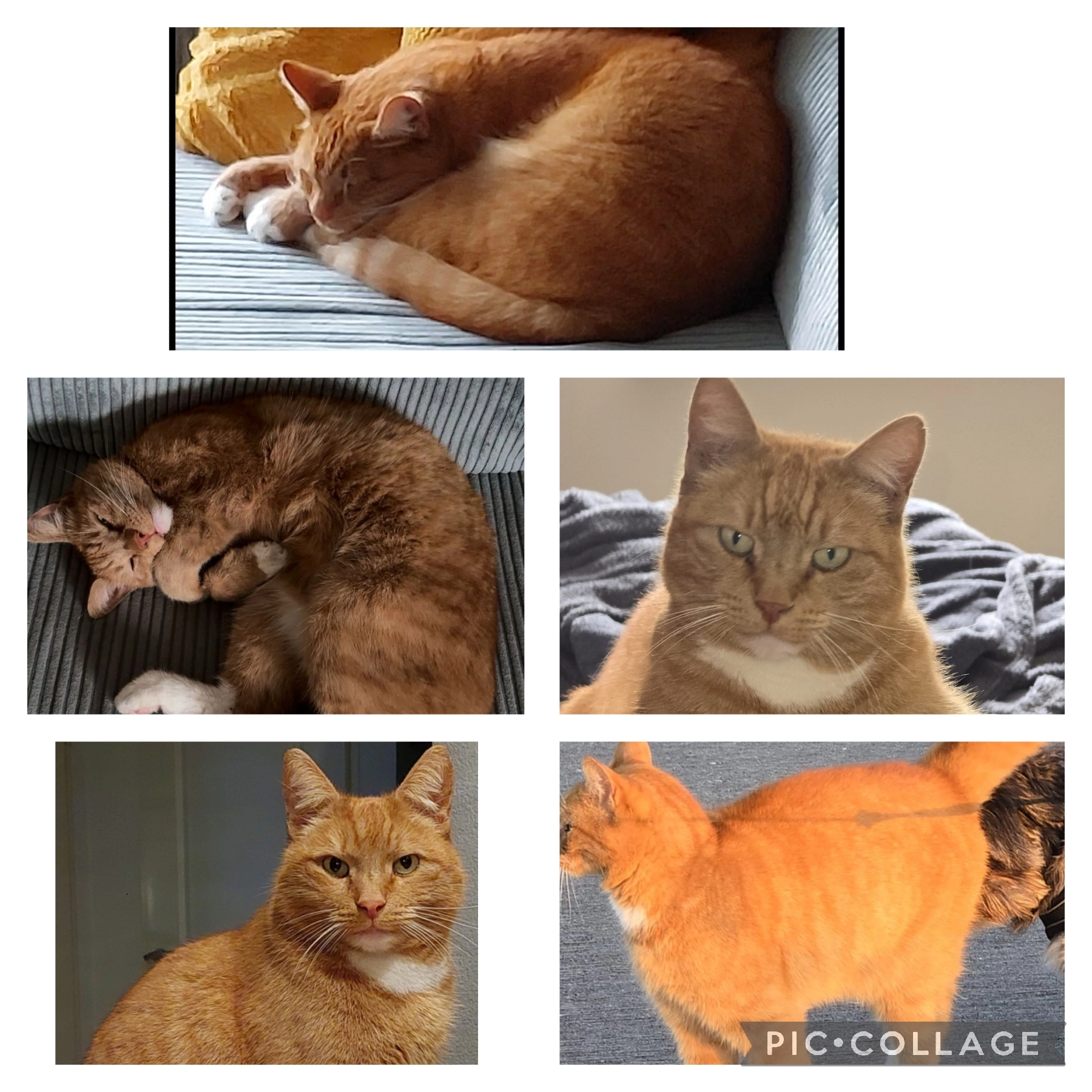 Bram - Bennekomseweg, Renkum