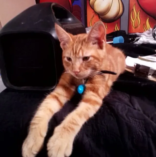 Meow meow - 15049 Blackwood St, La Puente