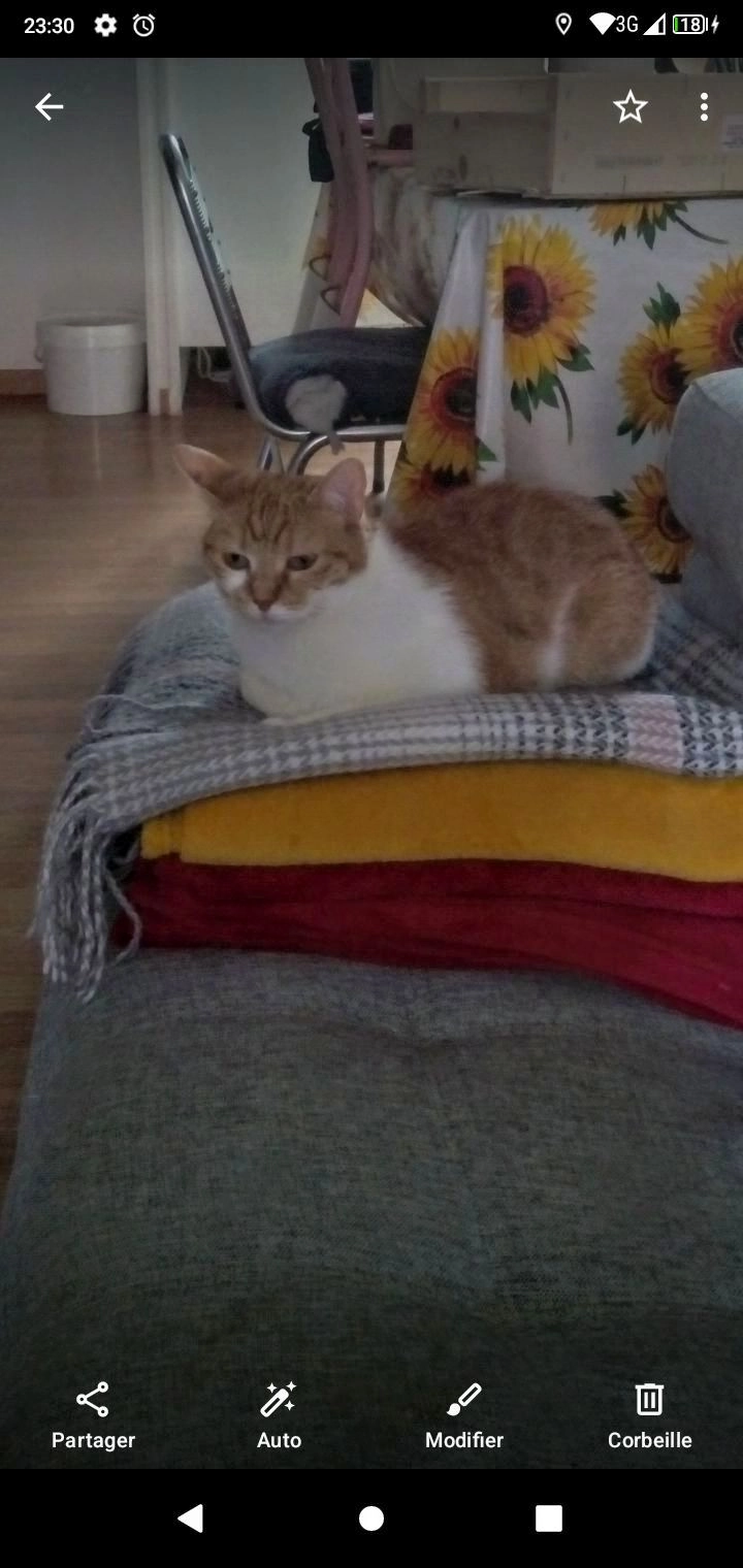 Sakura  - Rue Victor Hugo, Châtillon-sur-Chalaronne