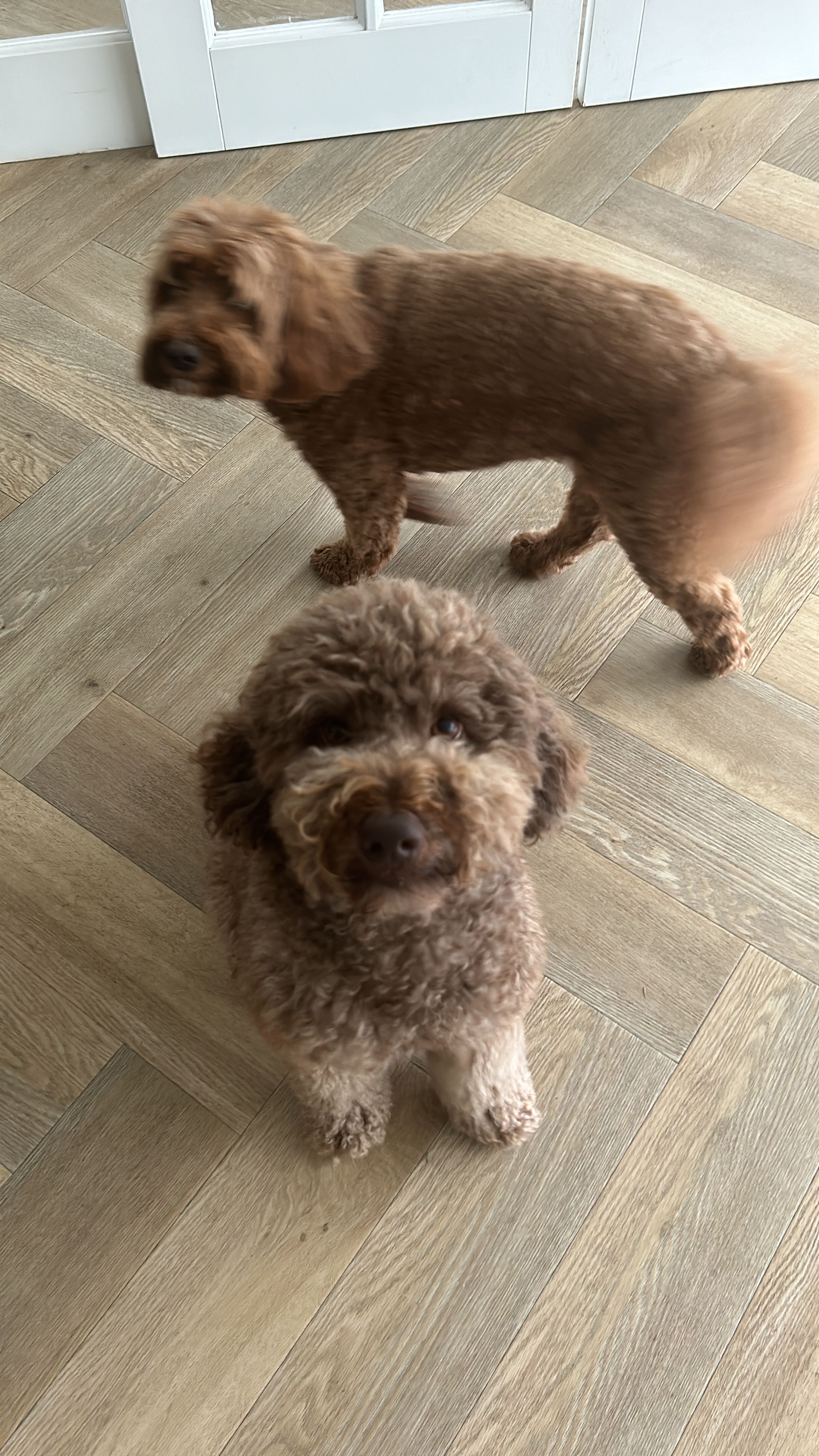 Molly - Kranenhofscheweg, Escharen