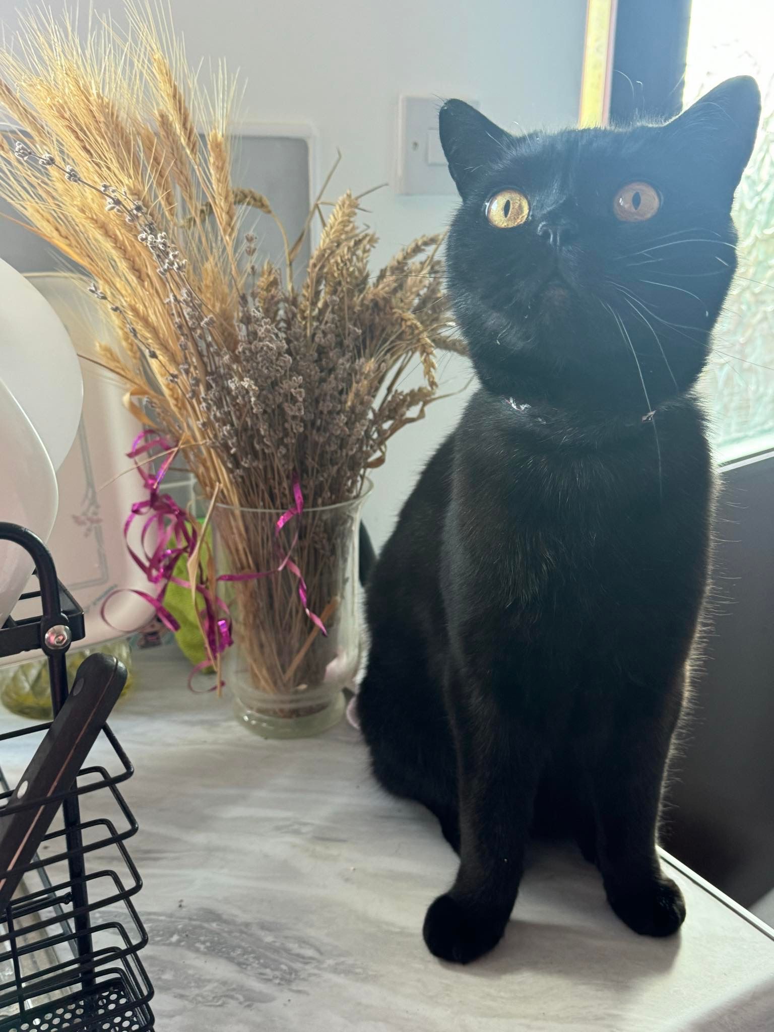 Tyson  - Glendale, Morpeth