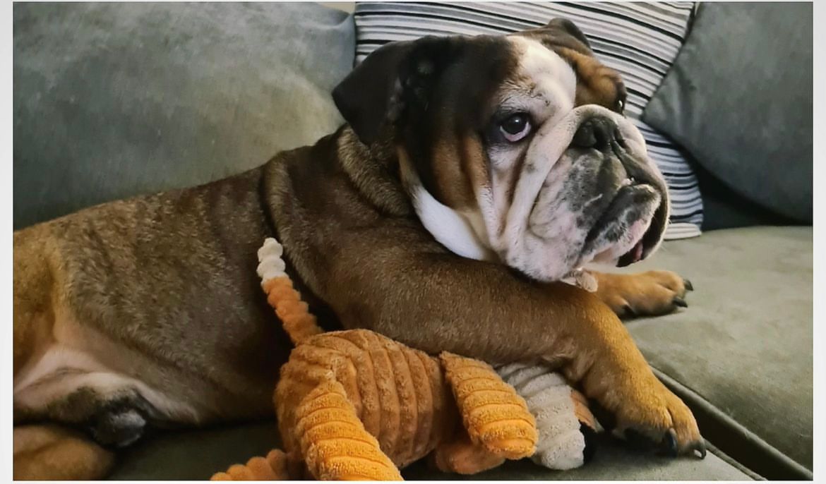 hugo - Woods Lane, Basingstoke