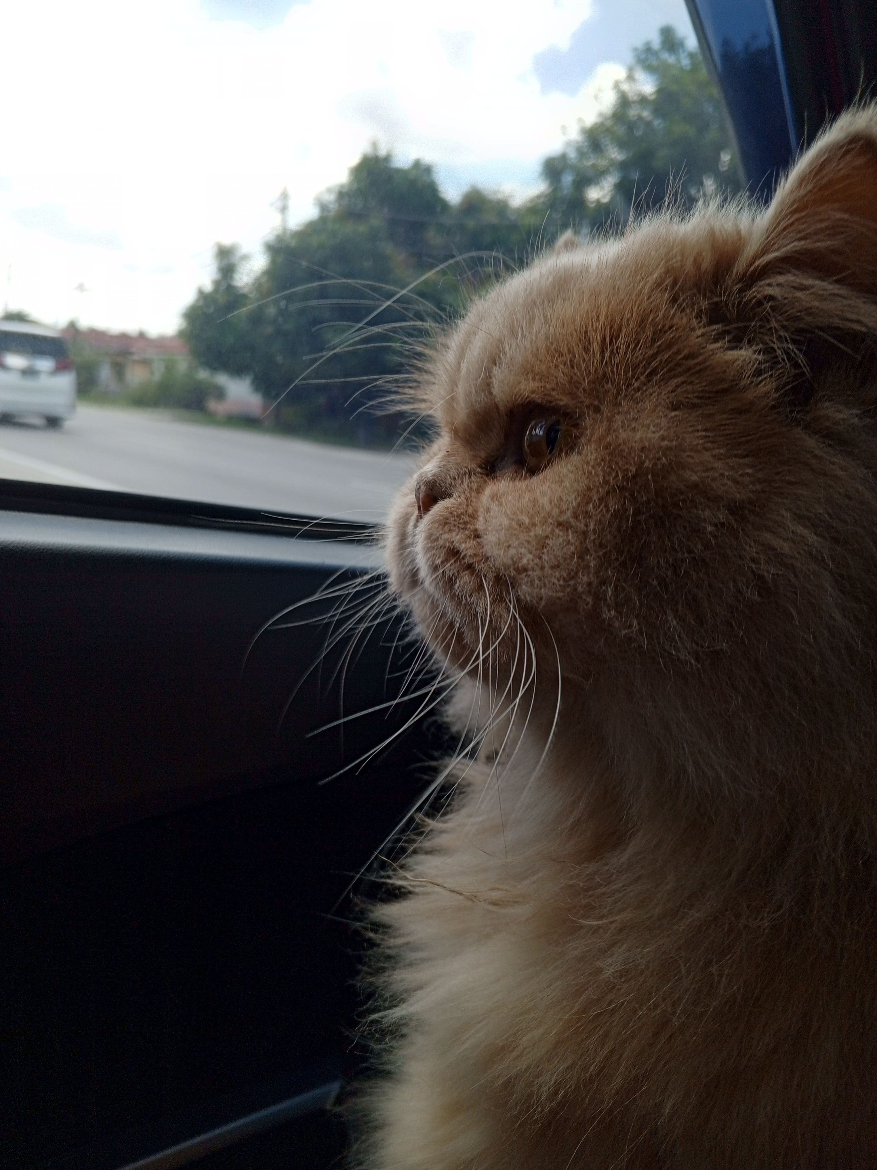 Monti - 48050, Rawang